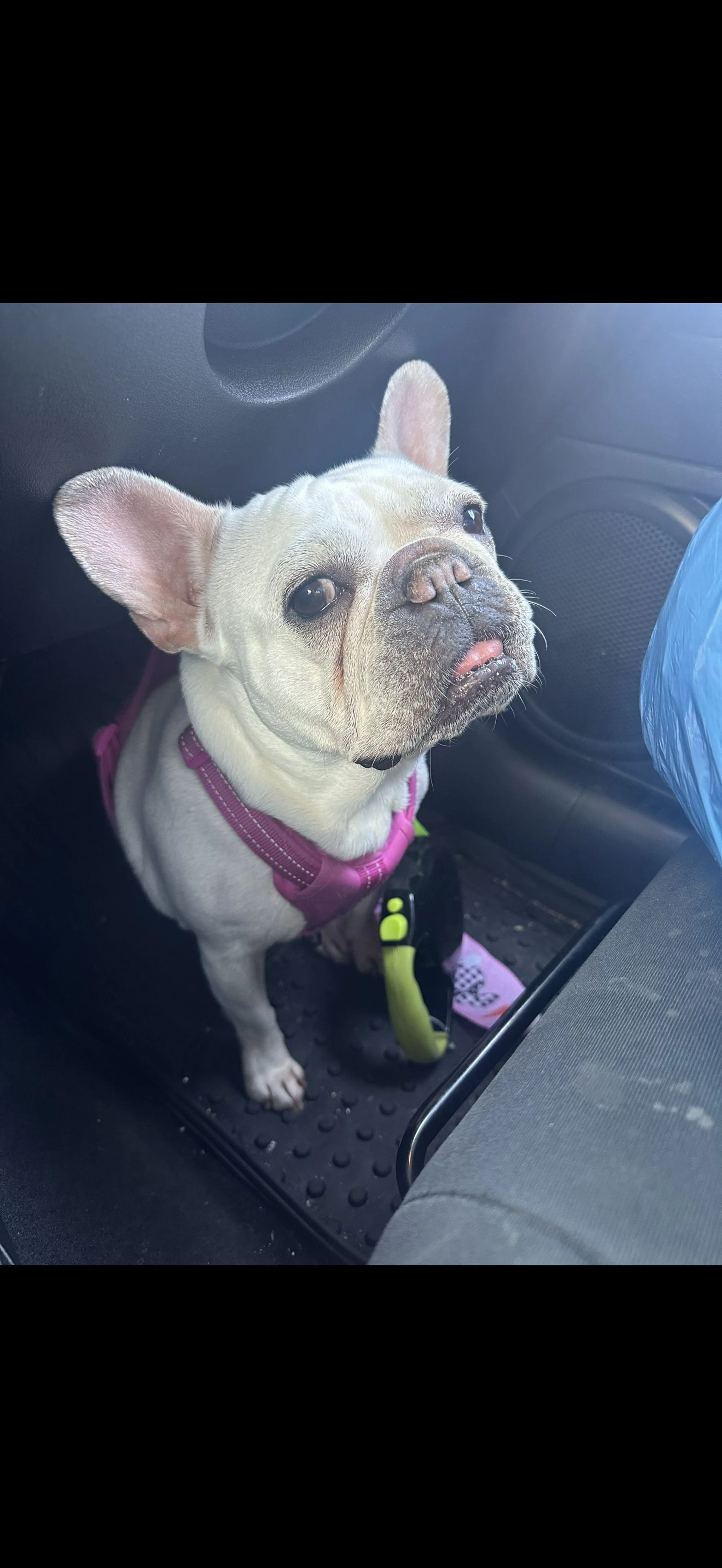 Lost pet-3