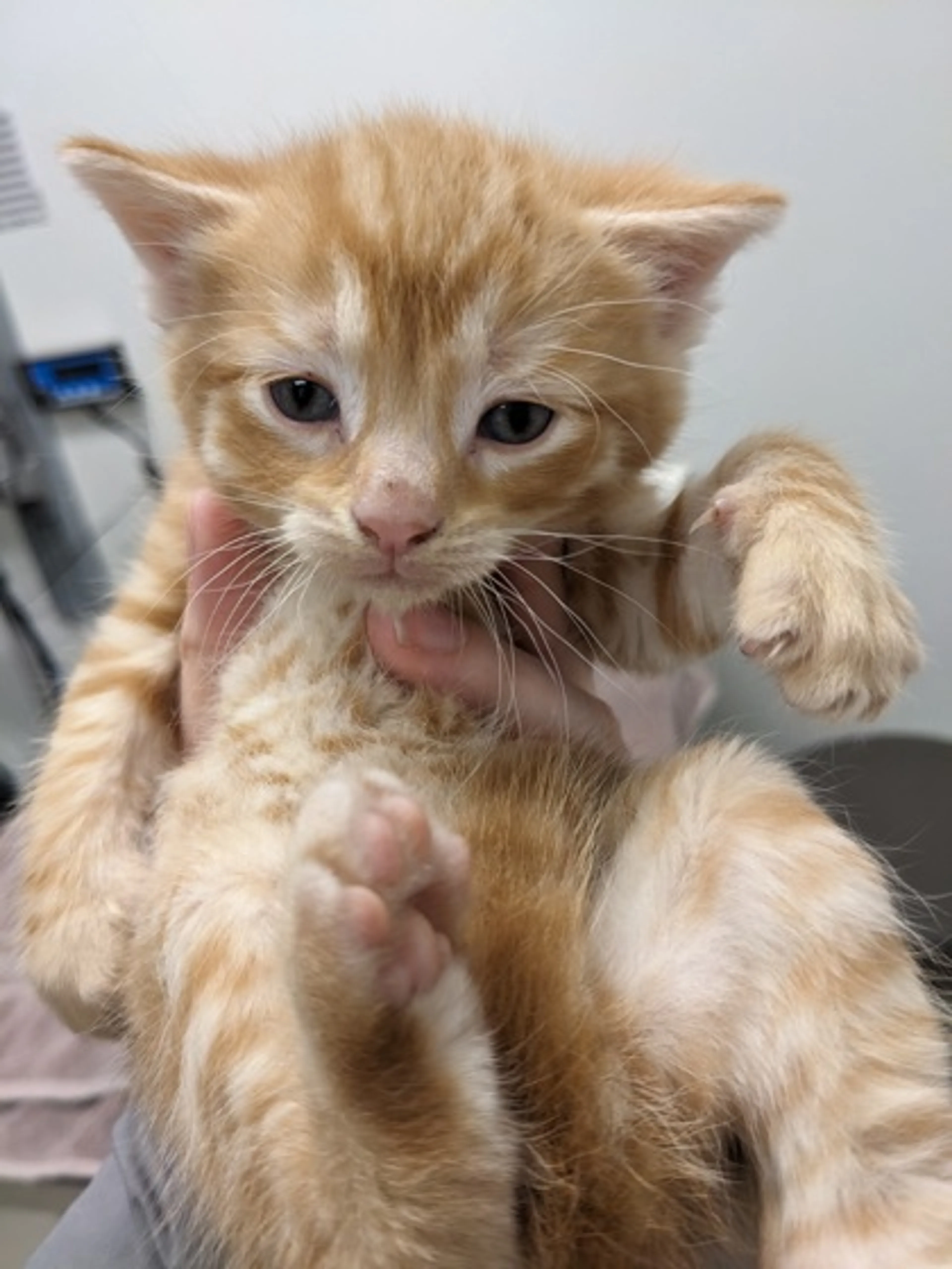 Found pet