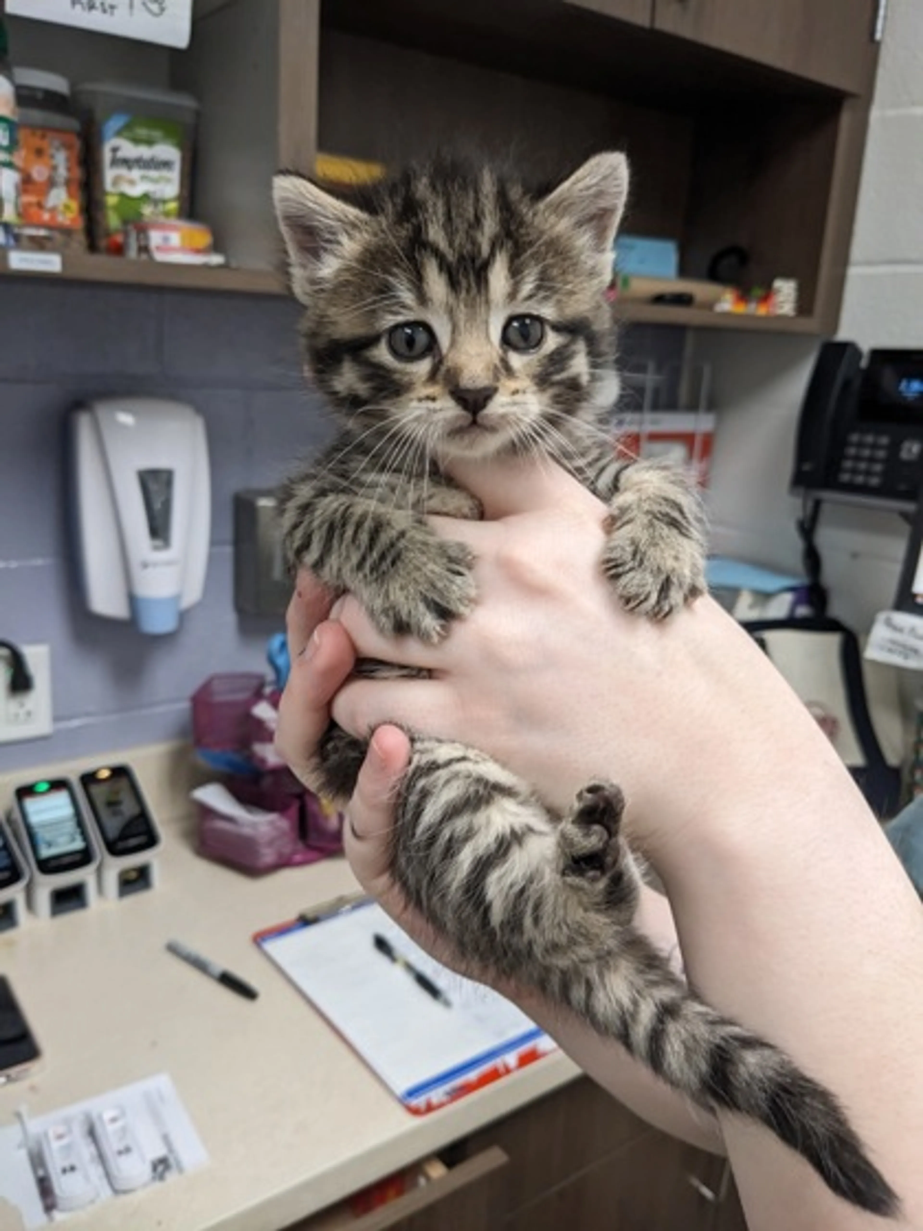 Found pet