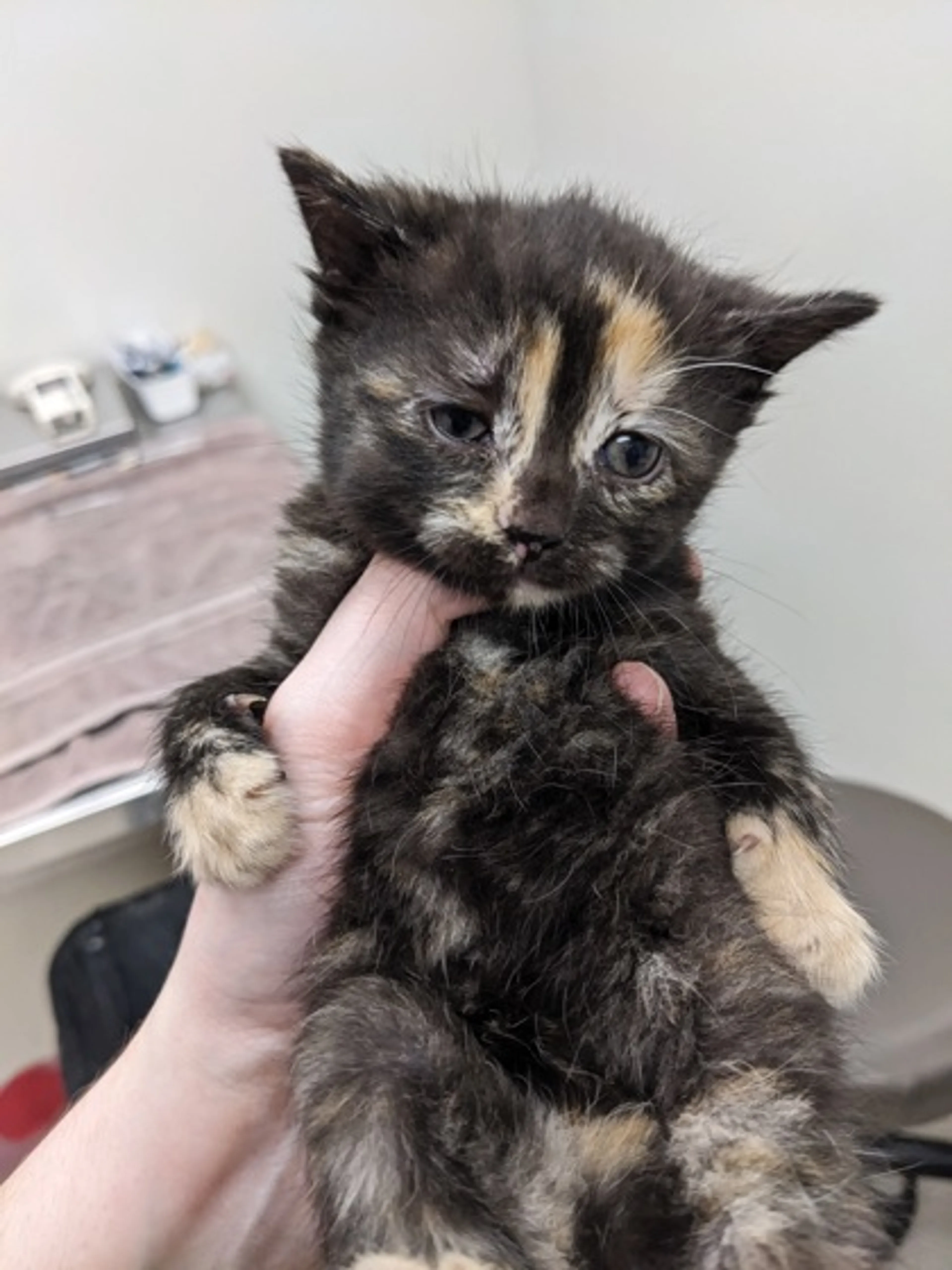 Found pet