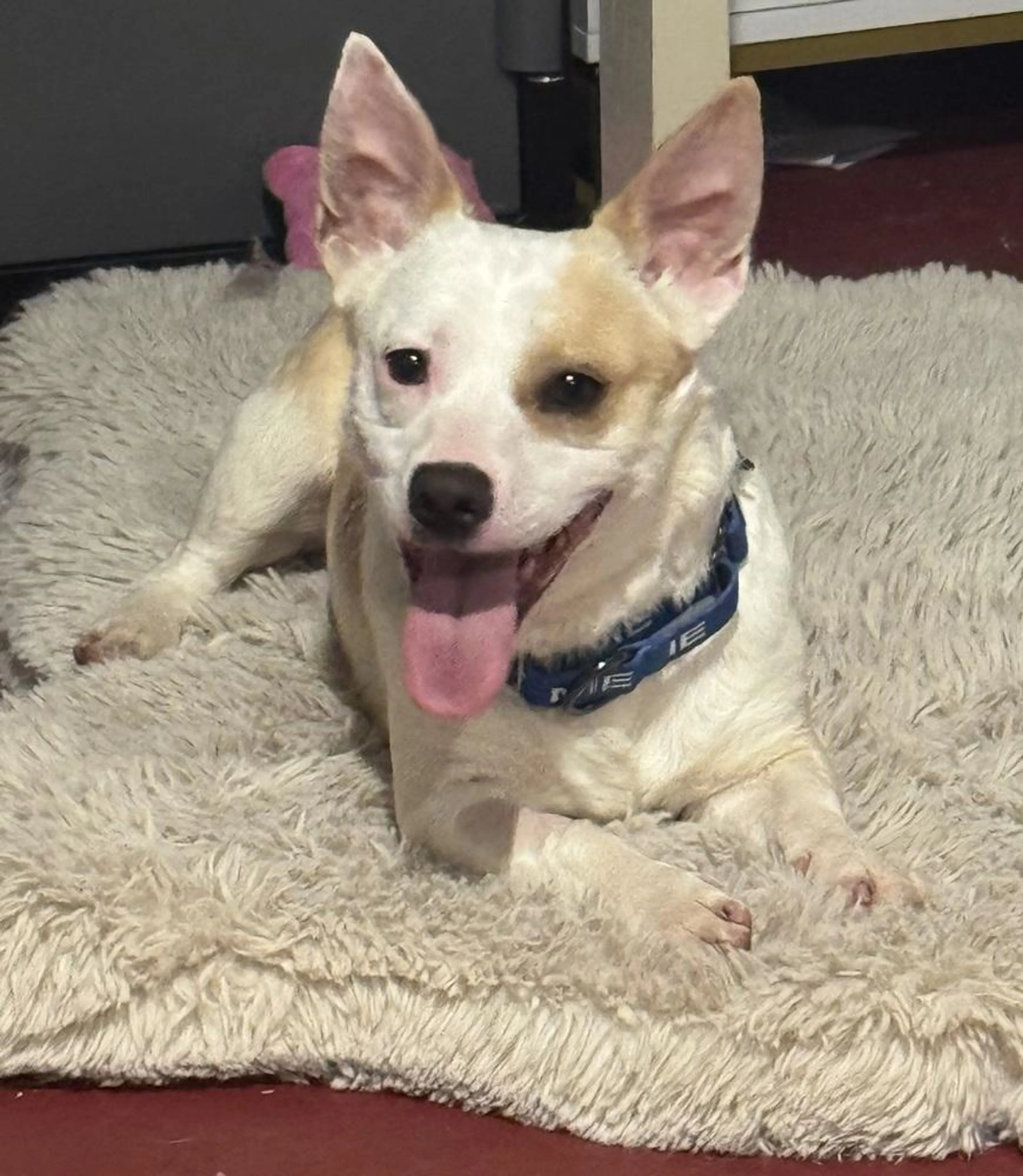 Found pet-1