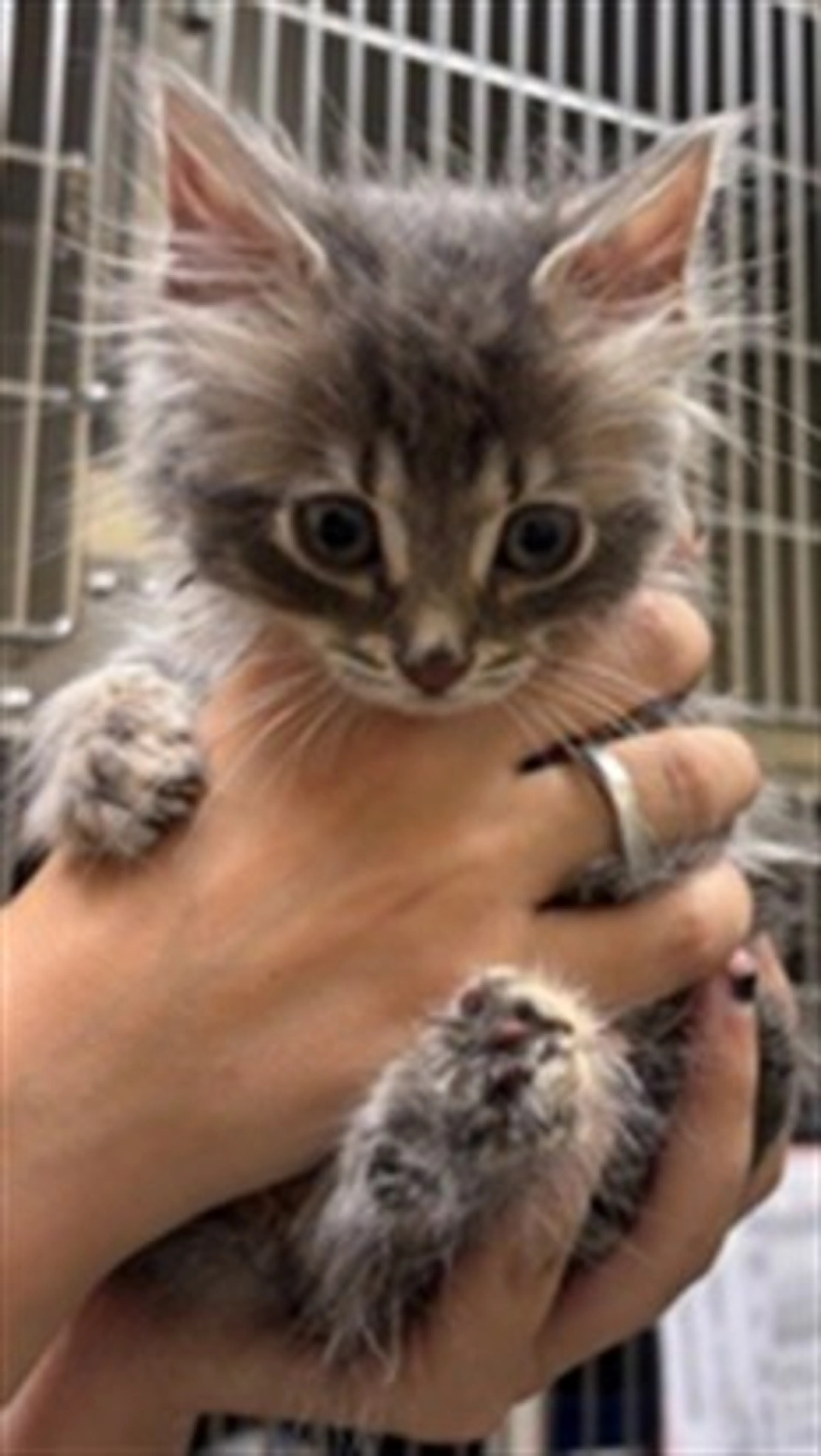 Found pet