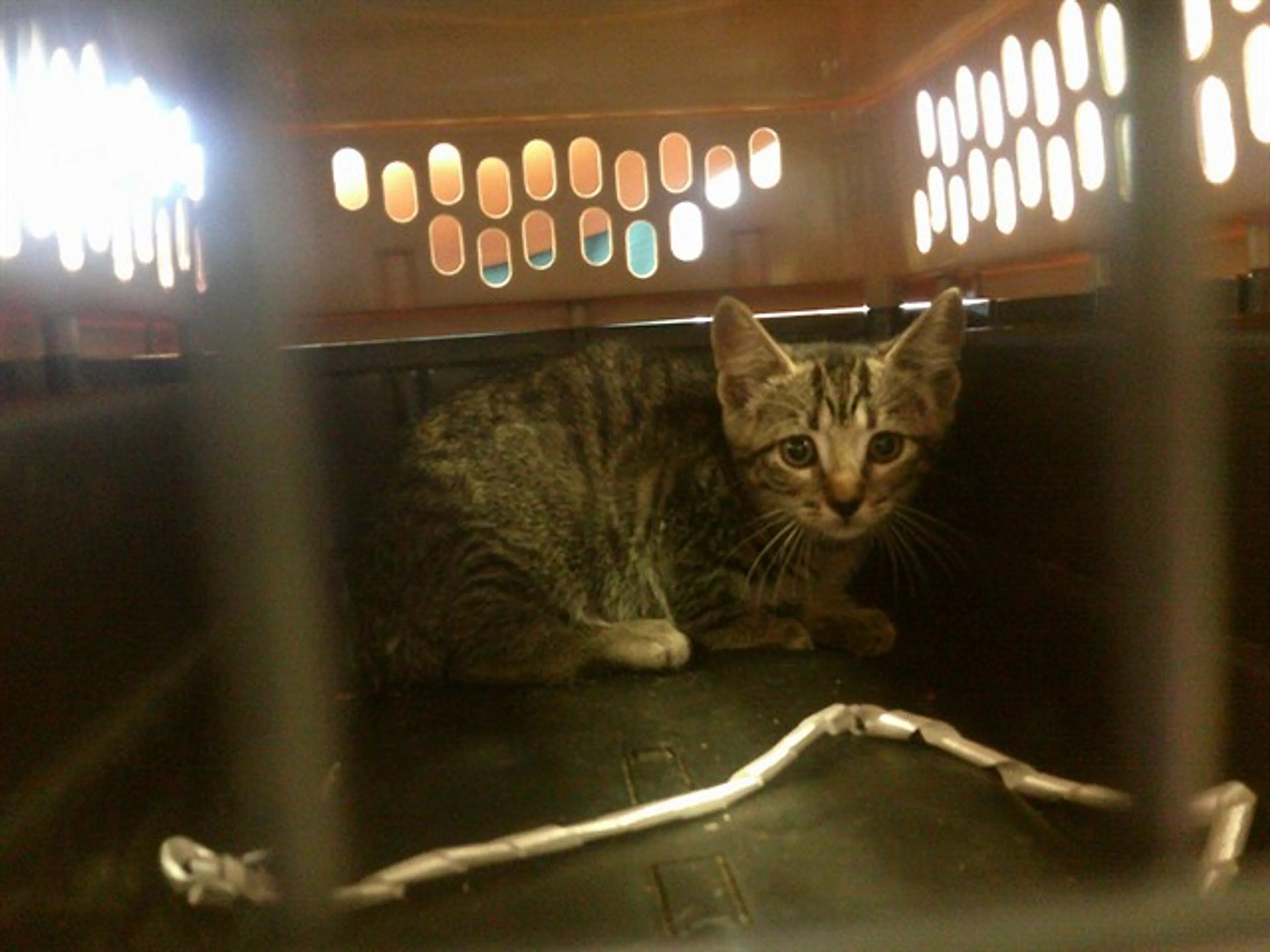 Found pet
