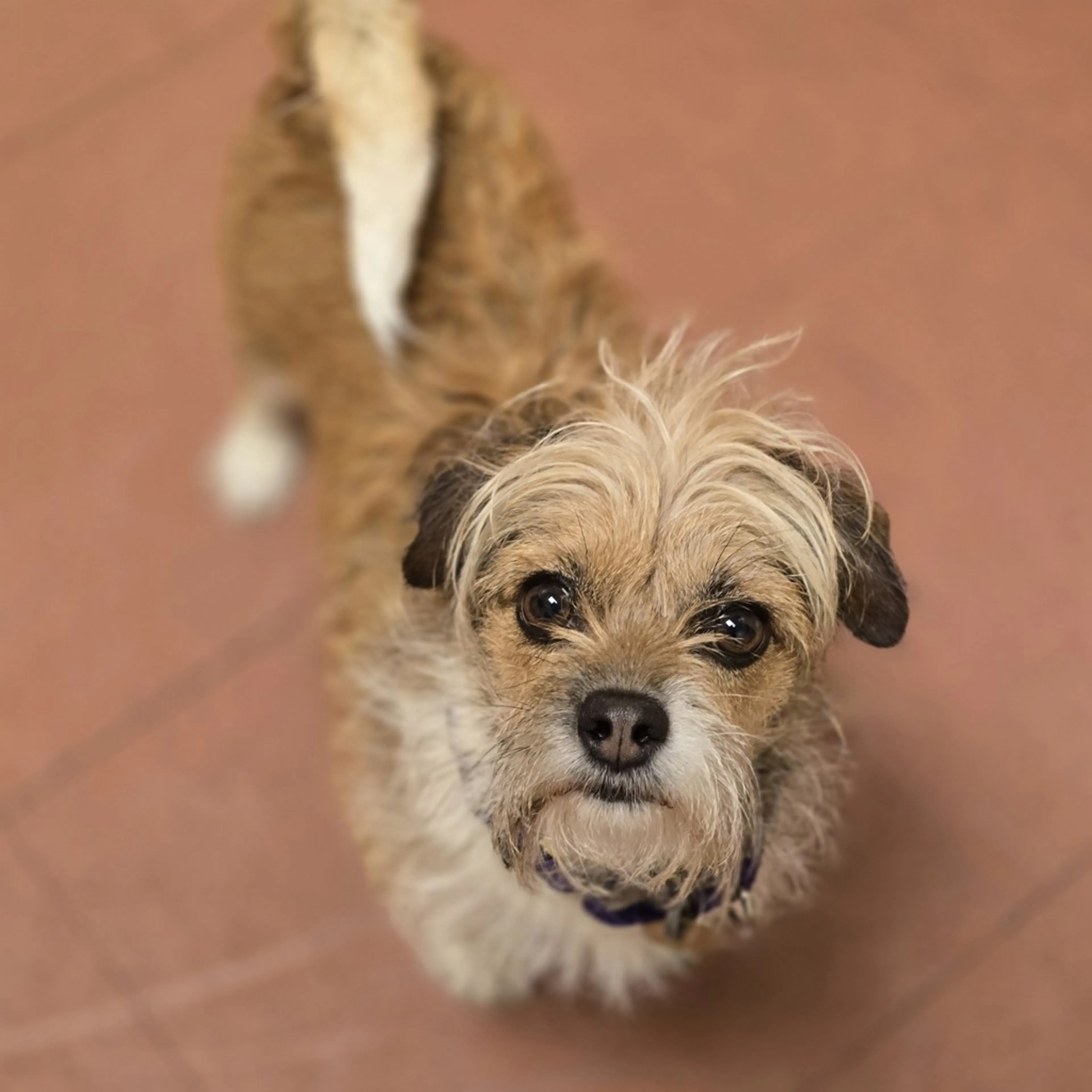 Found pet-2