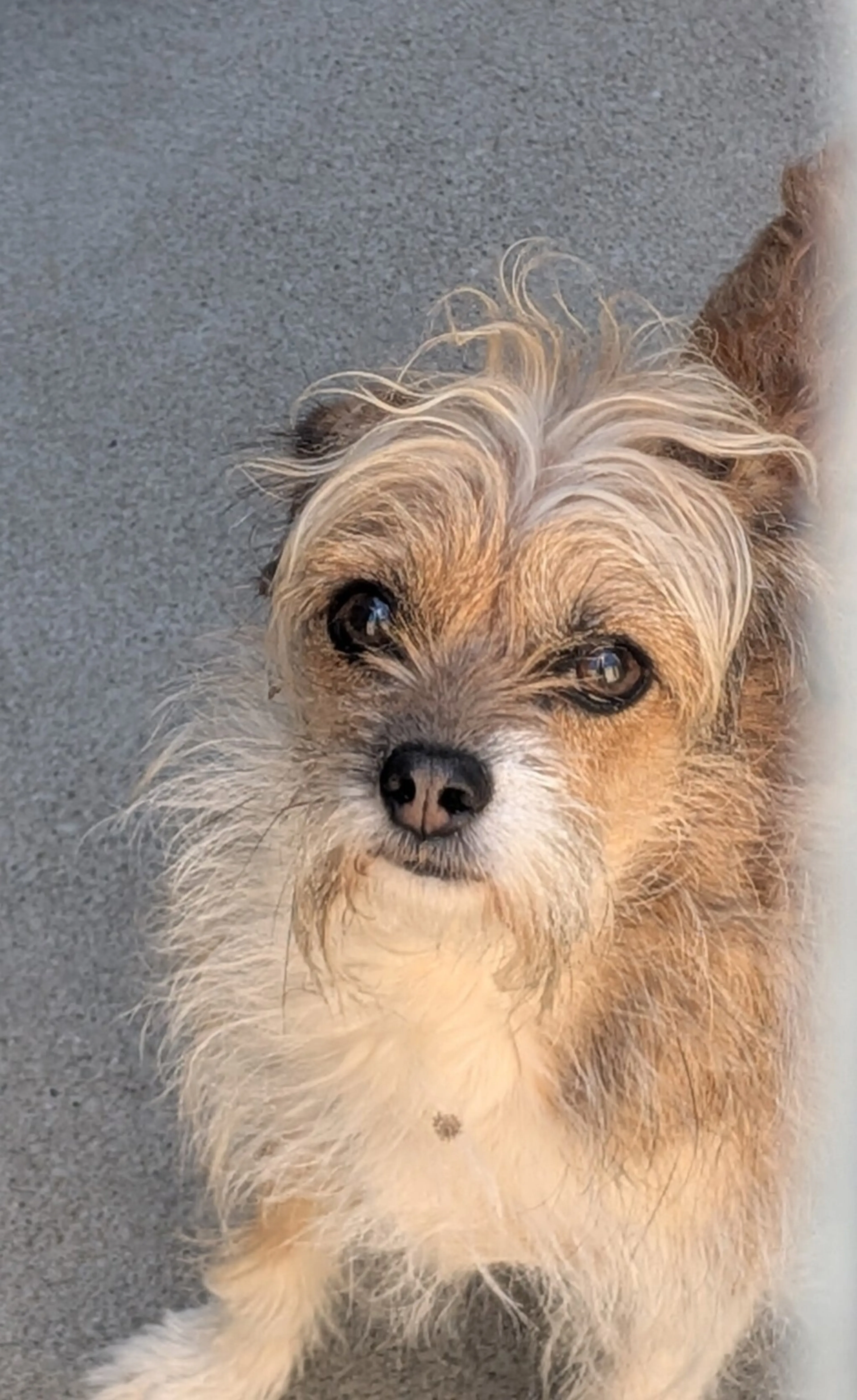 Found pet-3