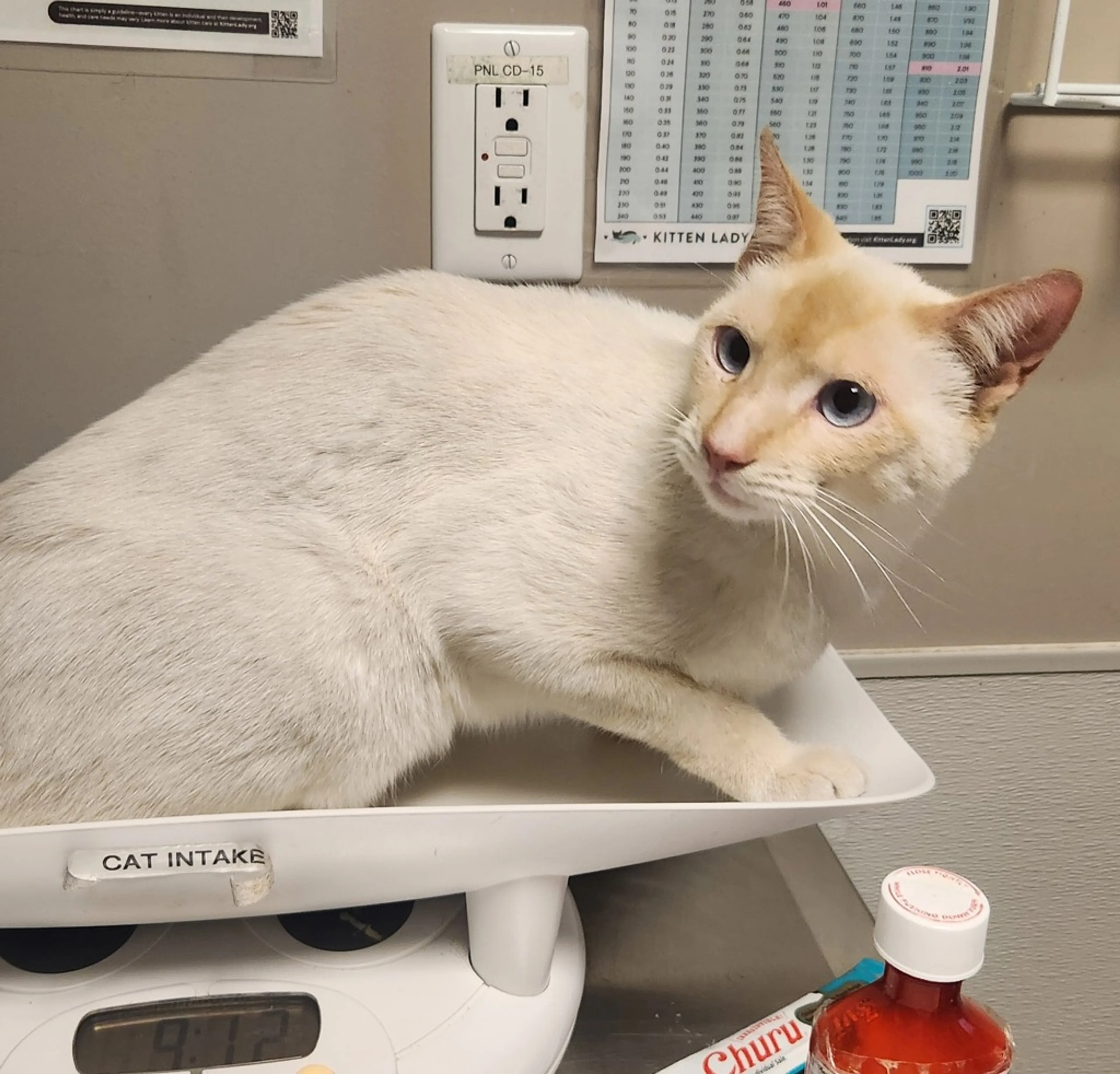 Found pet