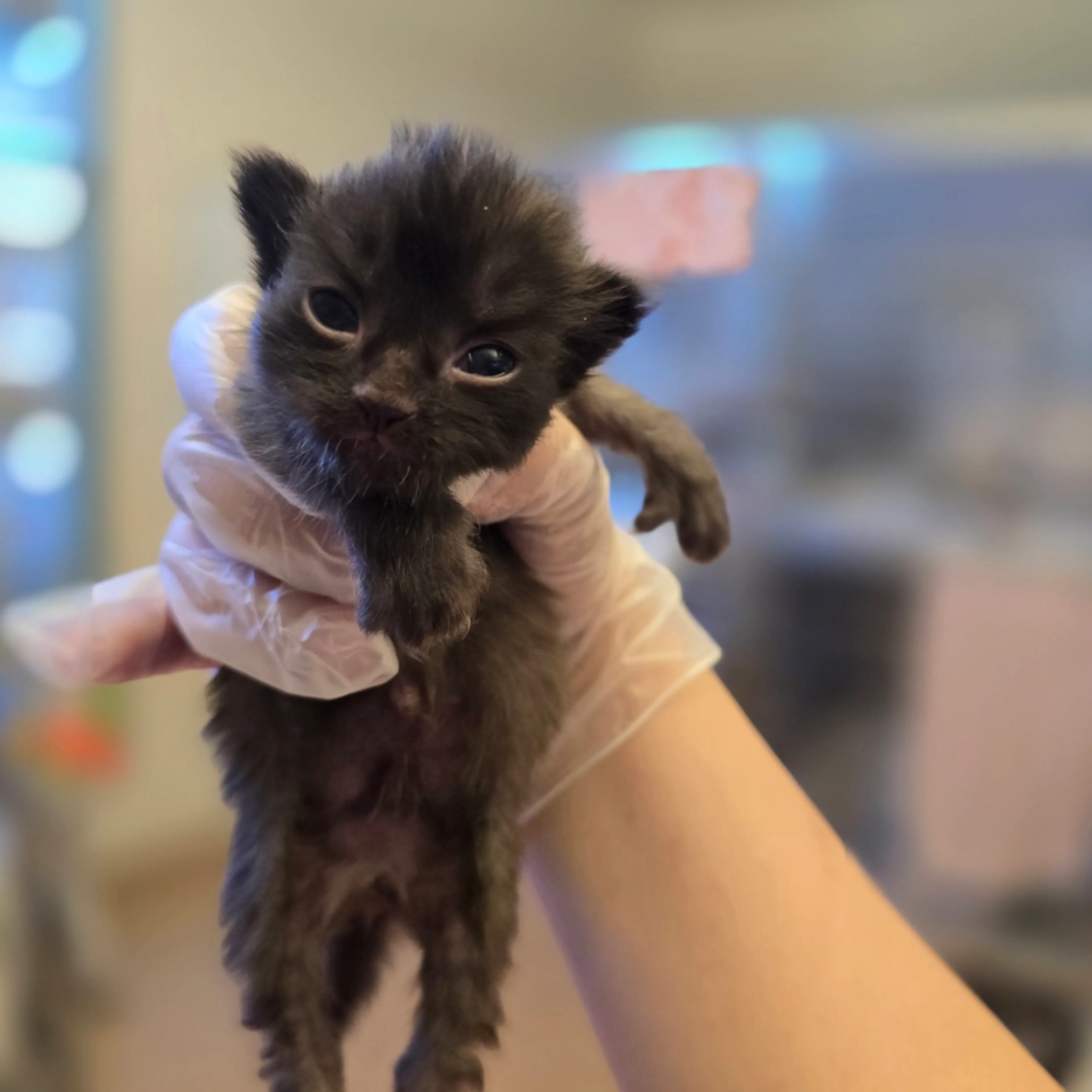 Found pet