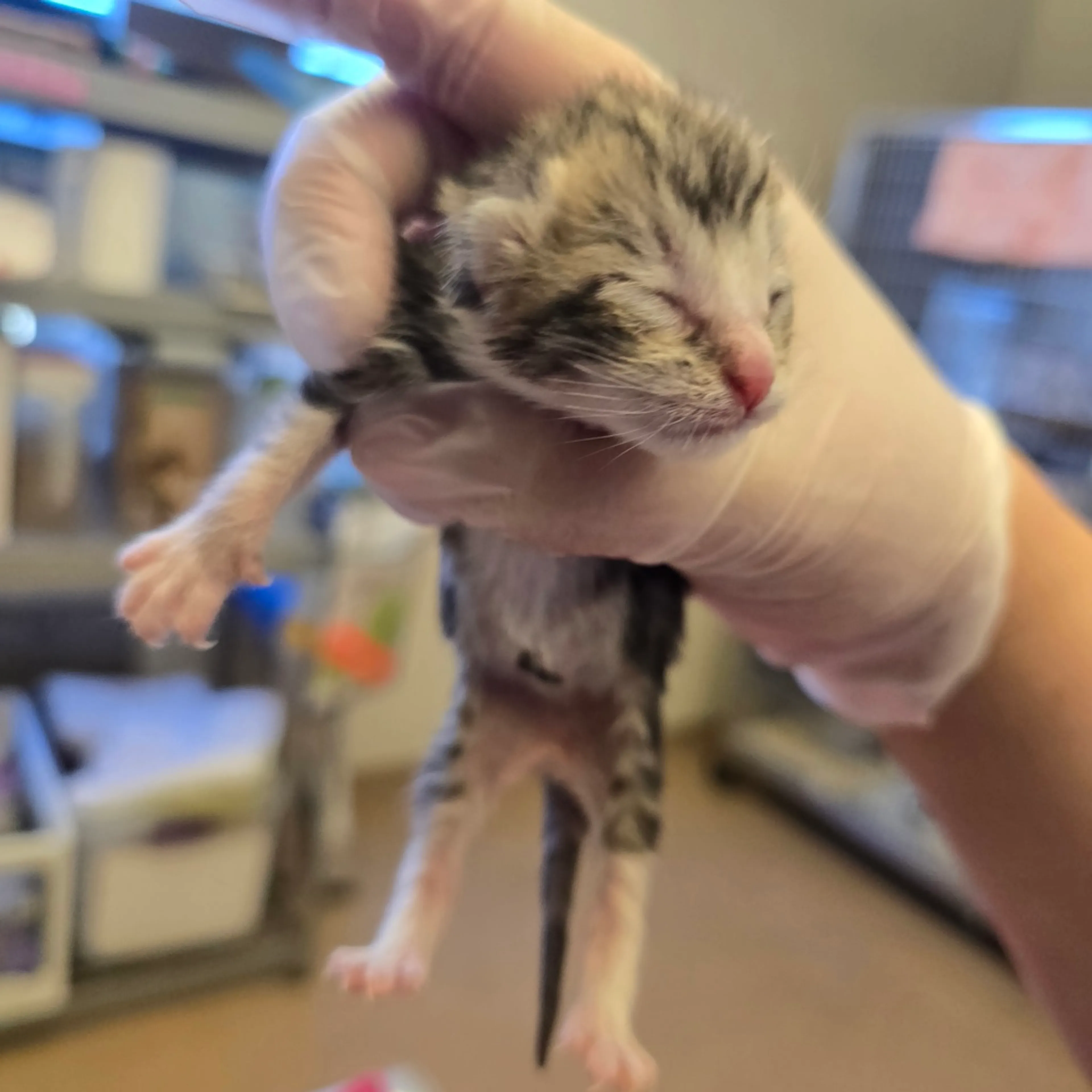 Found pet