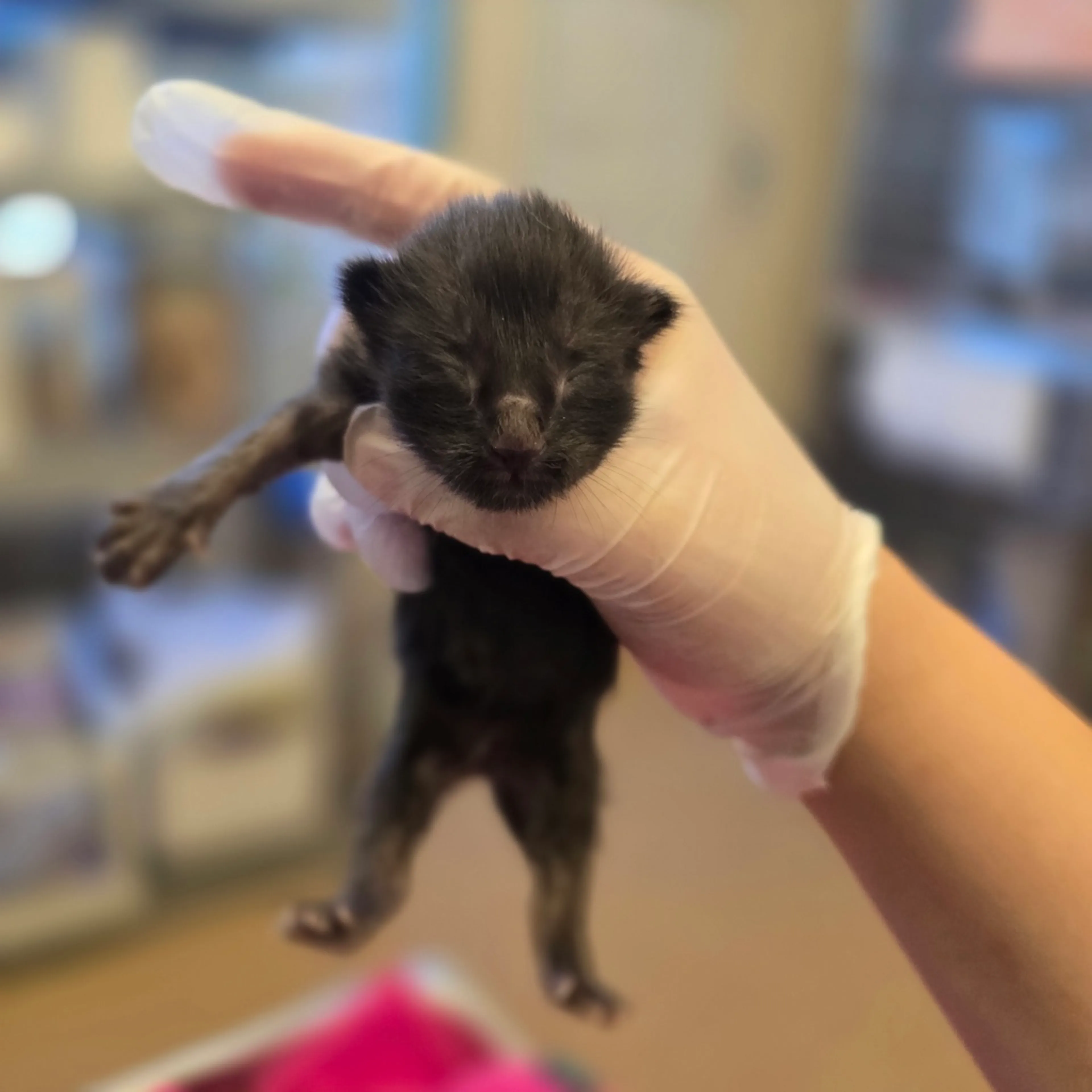 Found pet