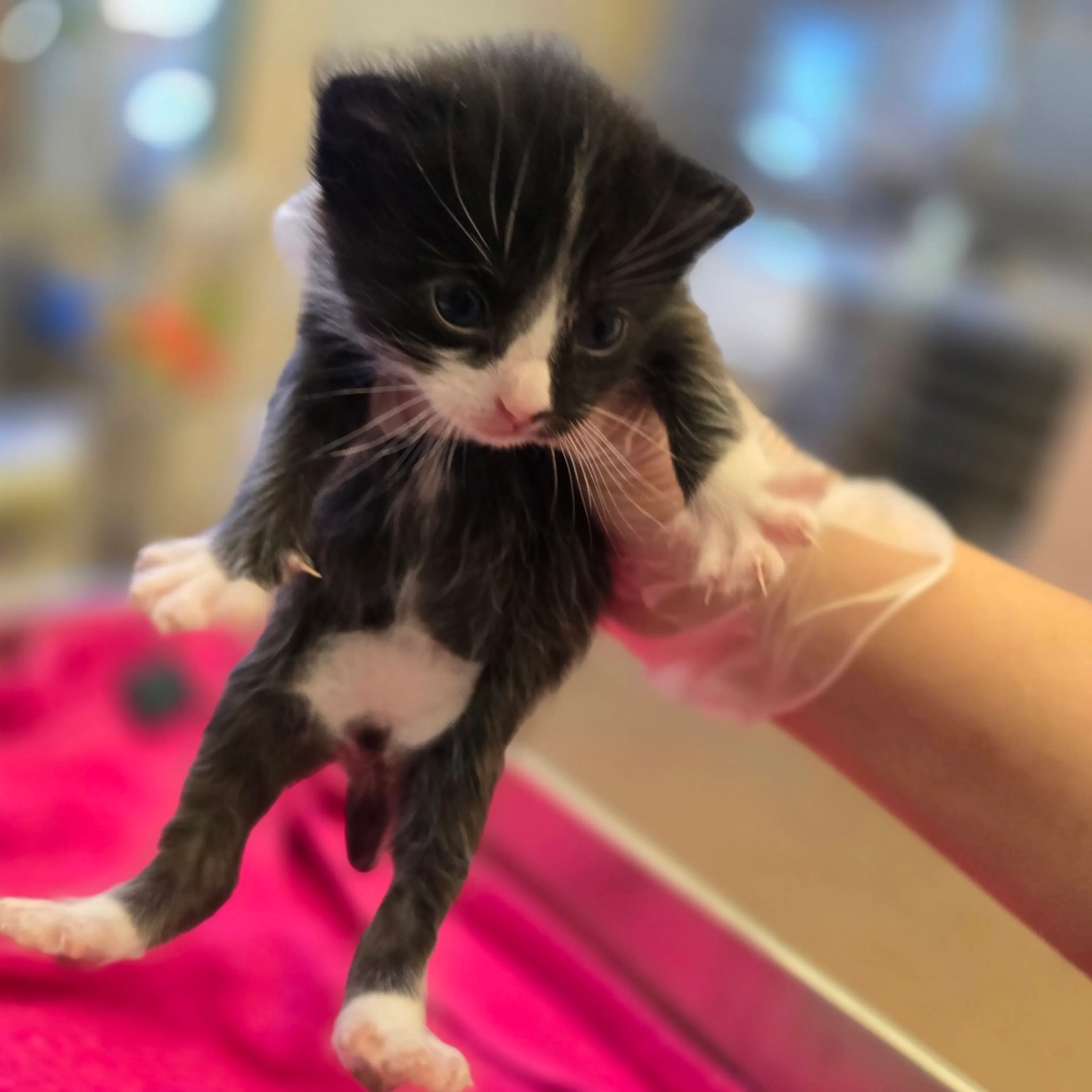 Found pet