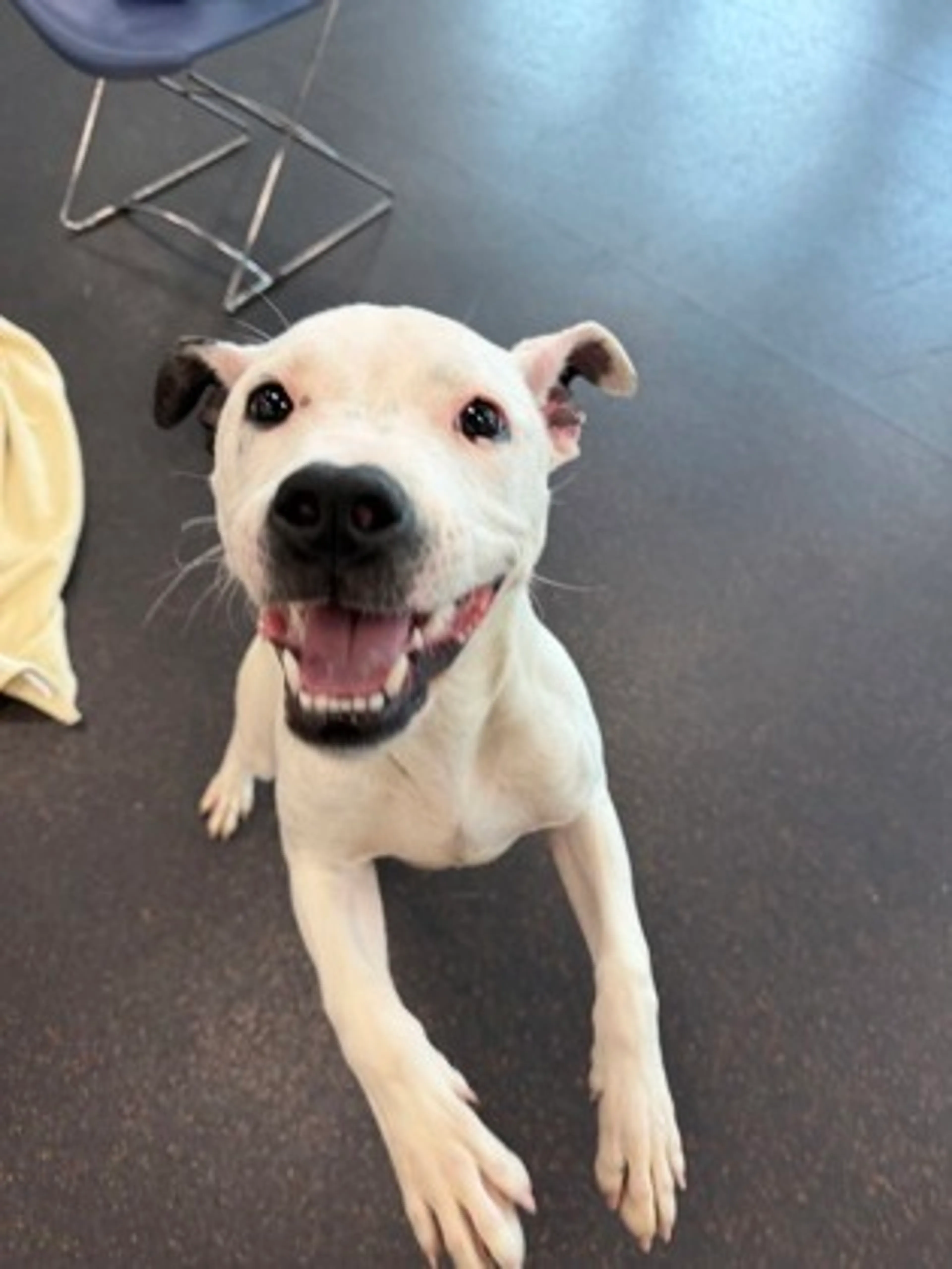 Found pet