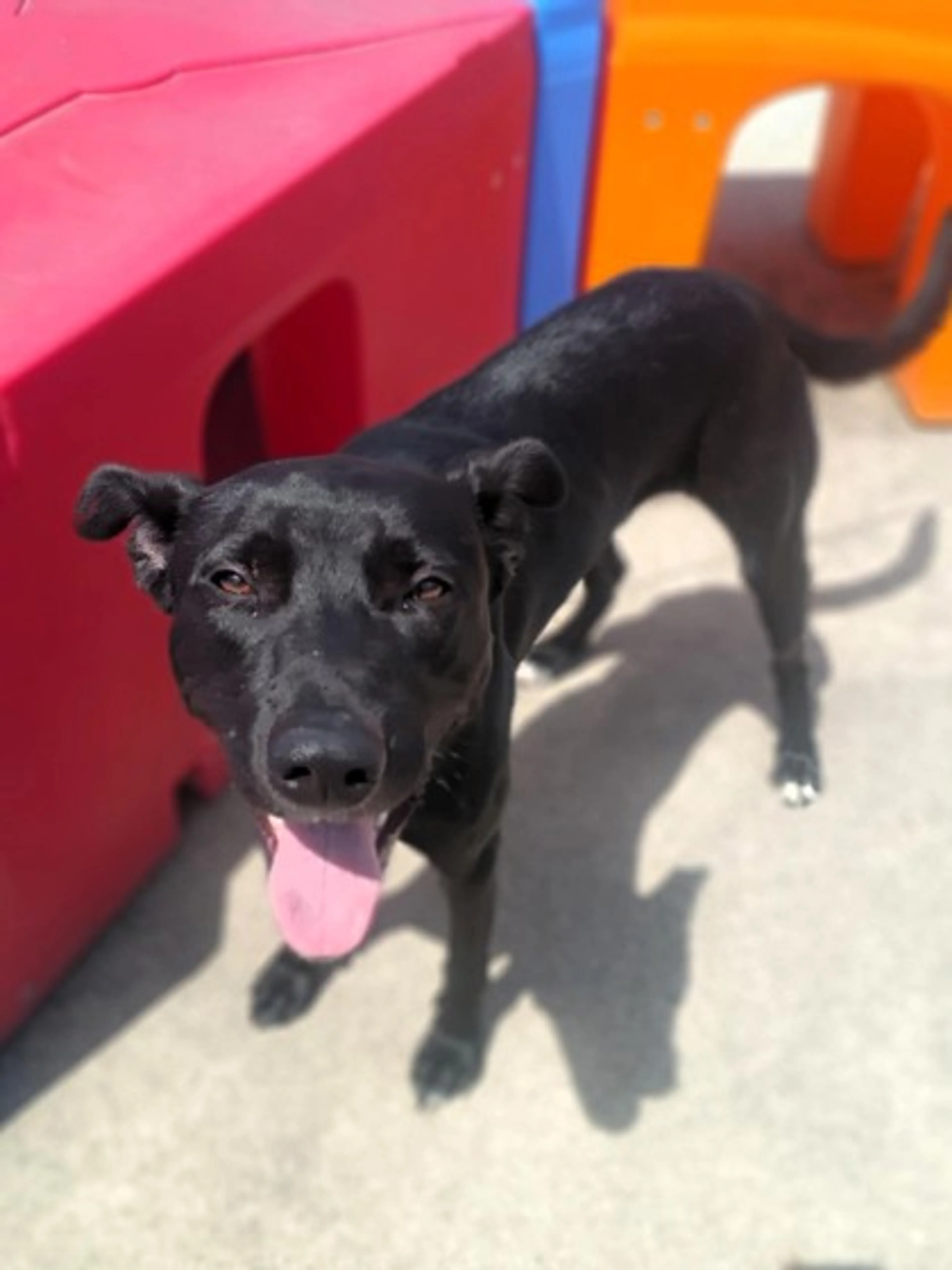 Found pet