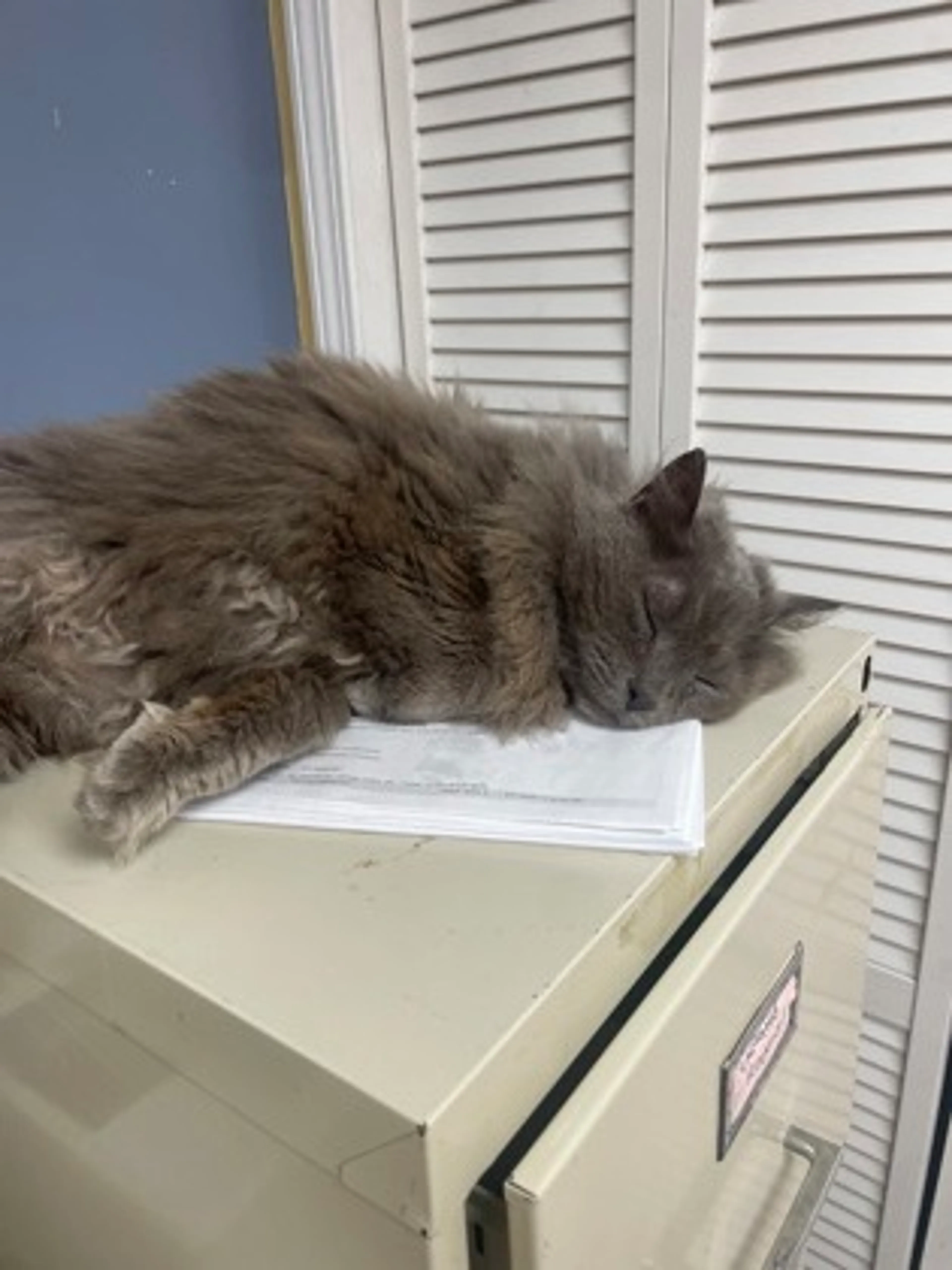Found pet-2
