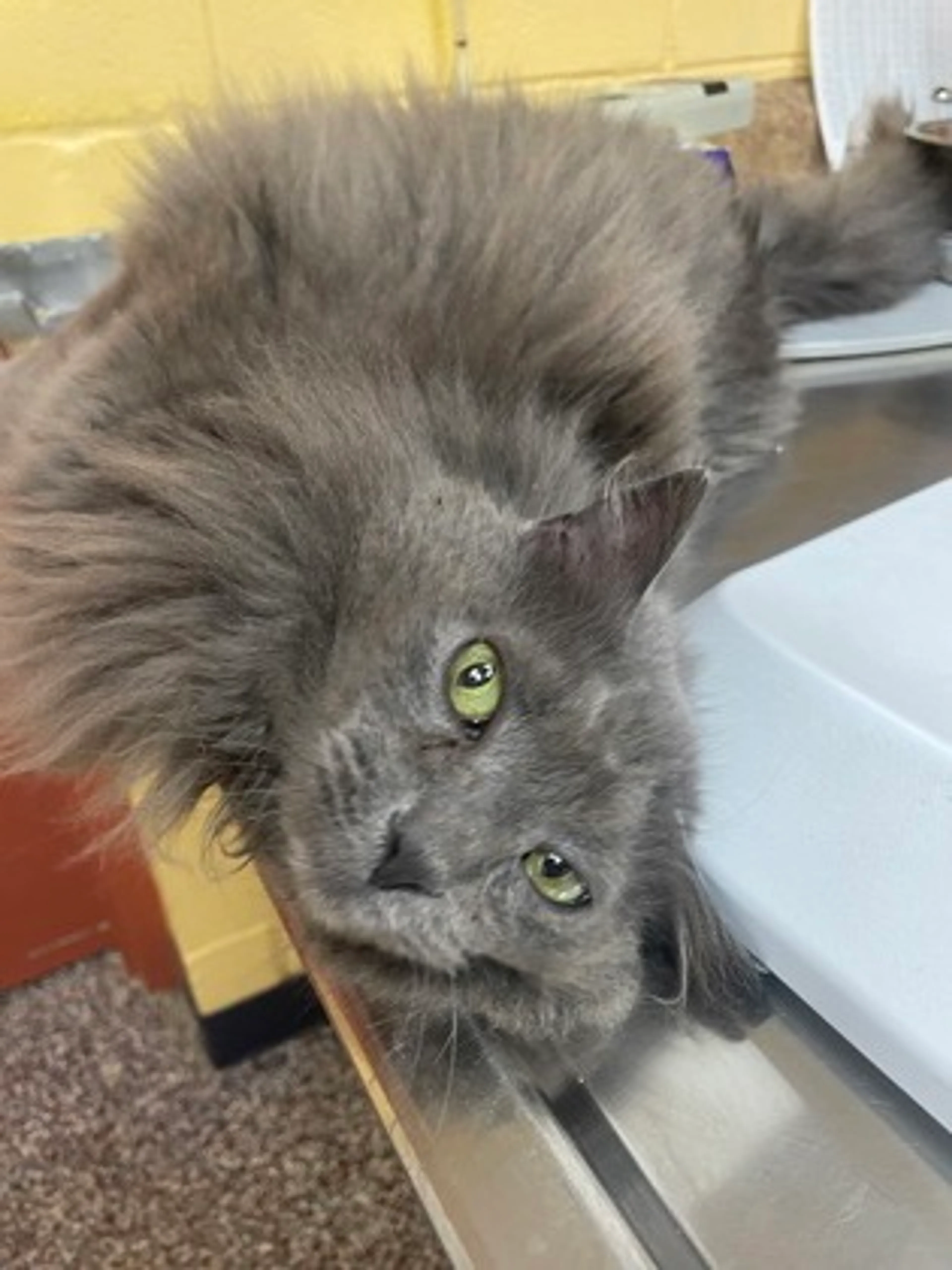 Found pet-1