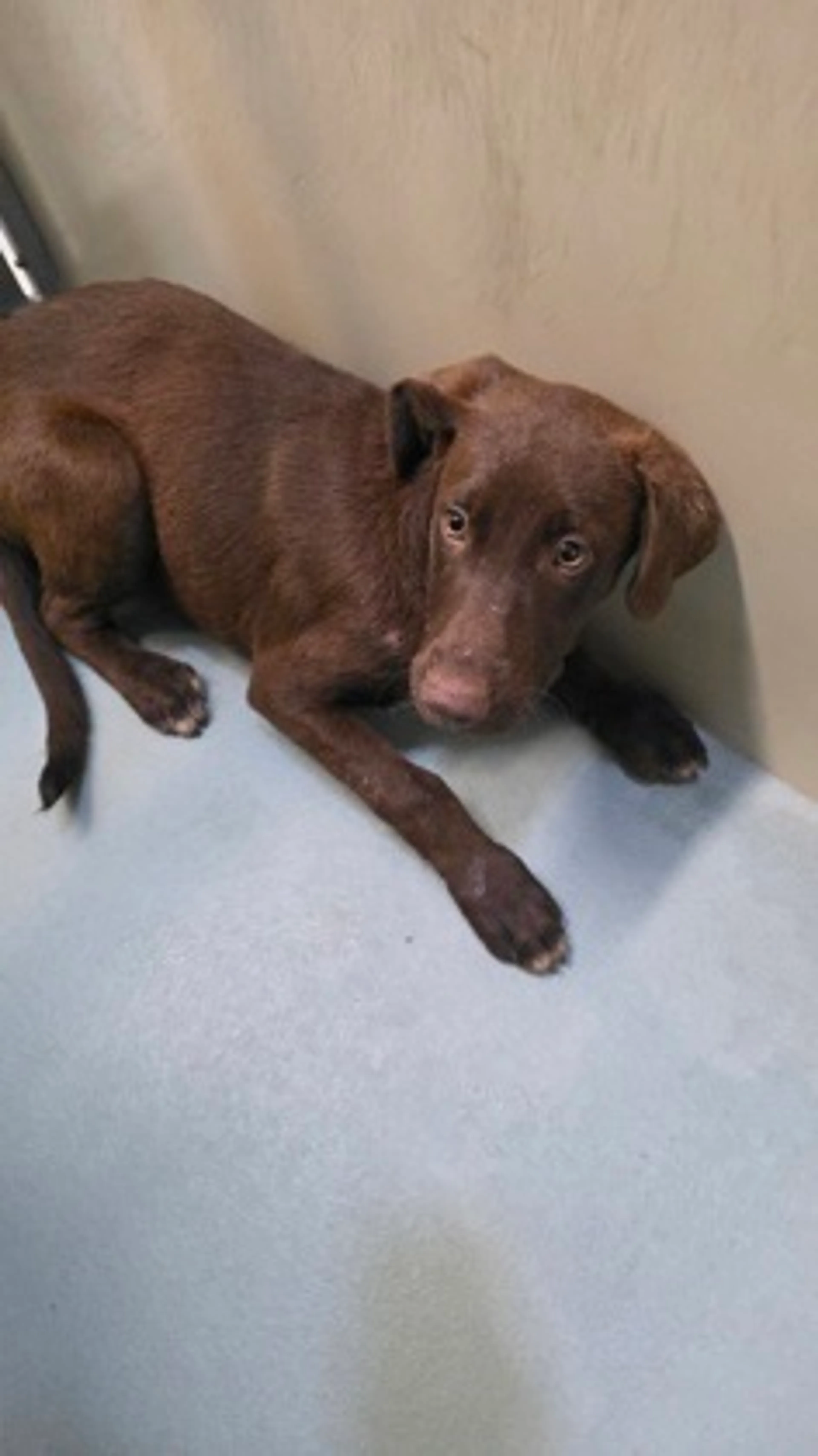 Found pet