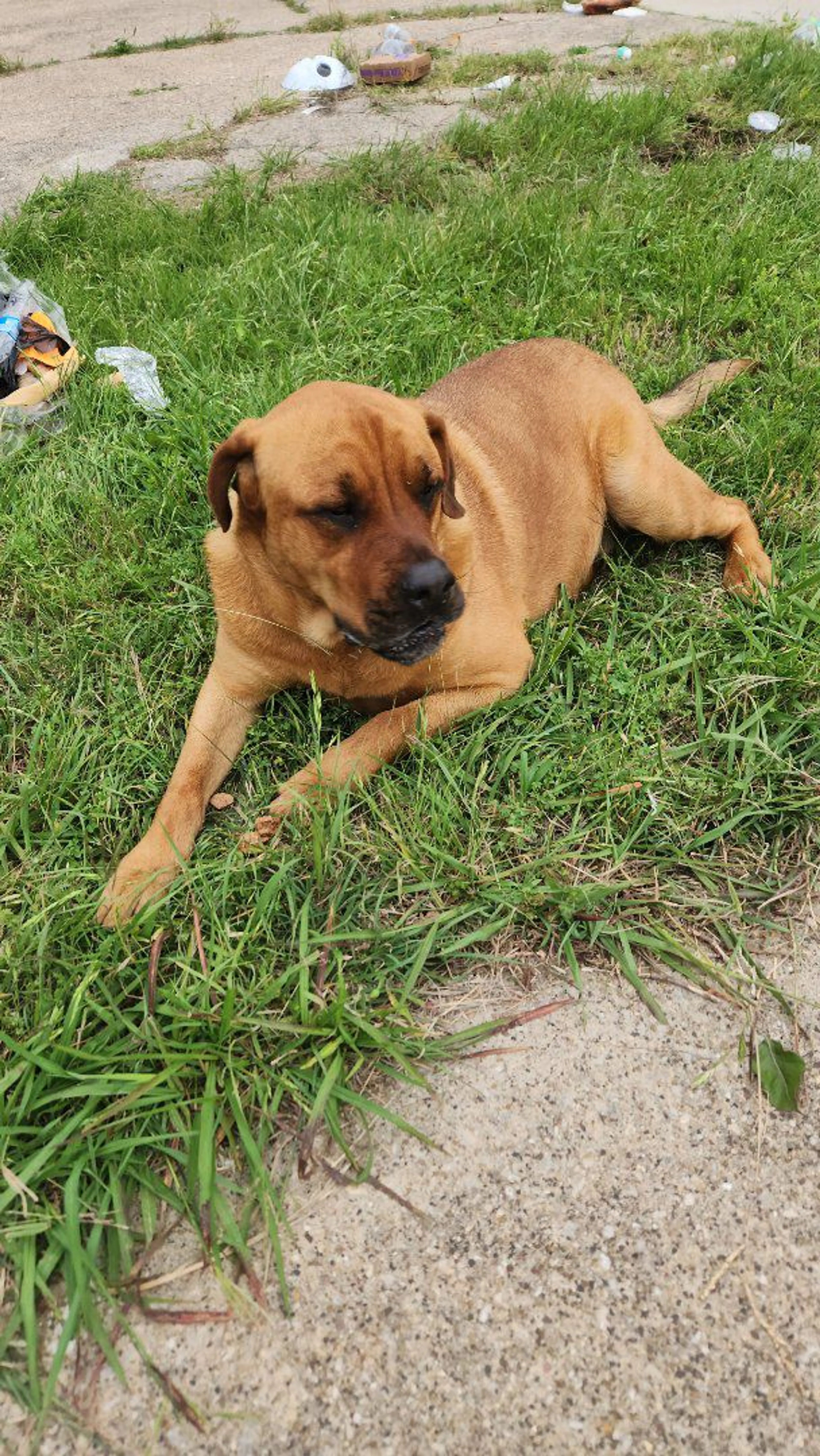 Lost pet-1