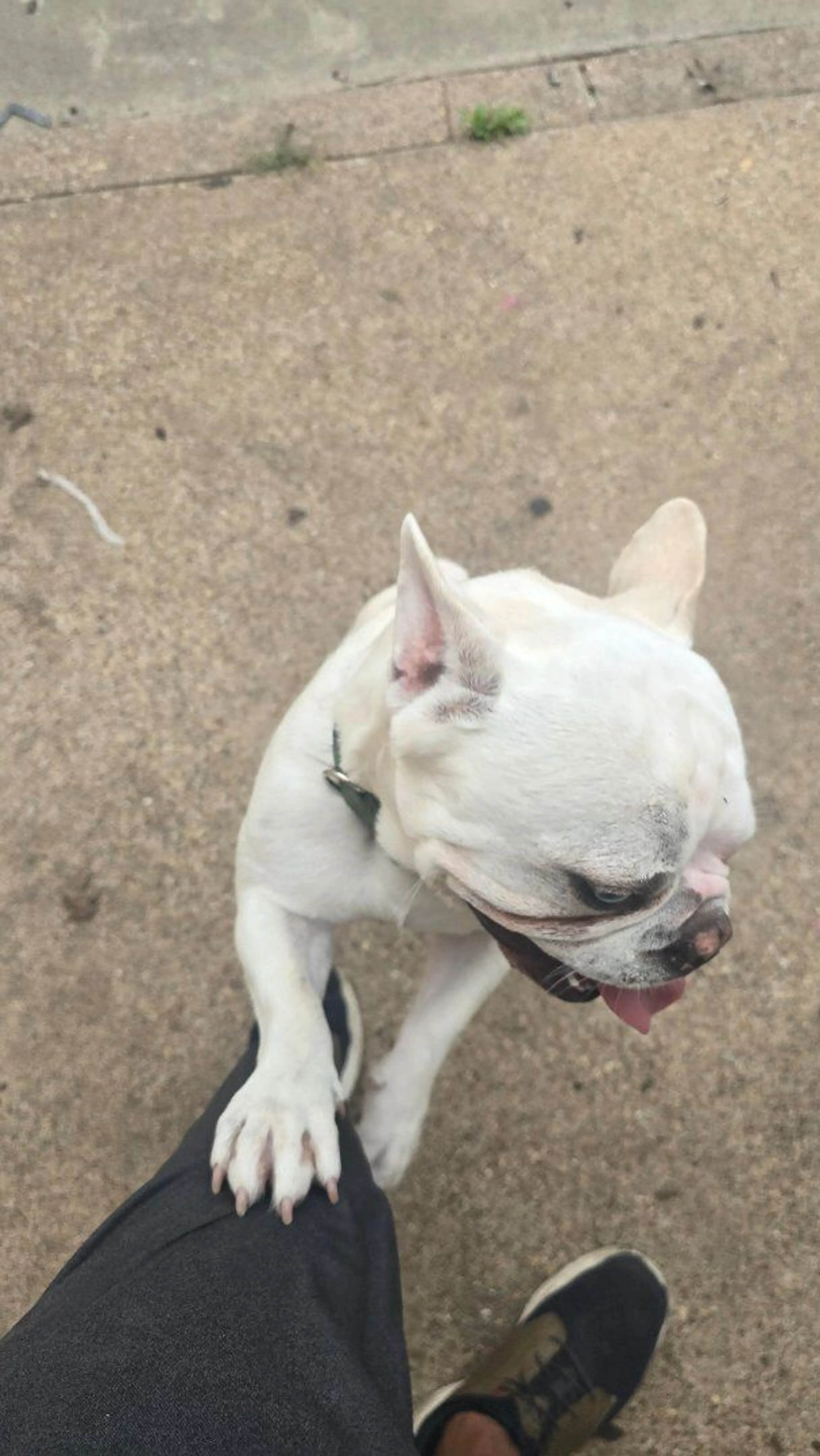 Lost pet-0