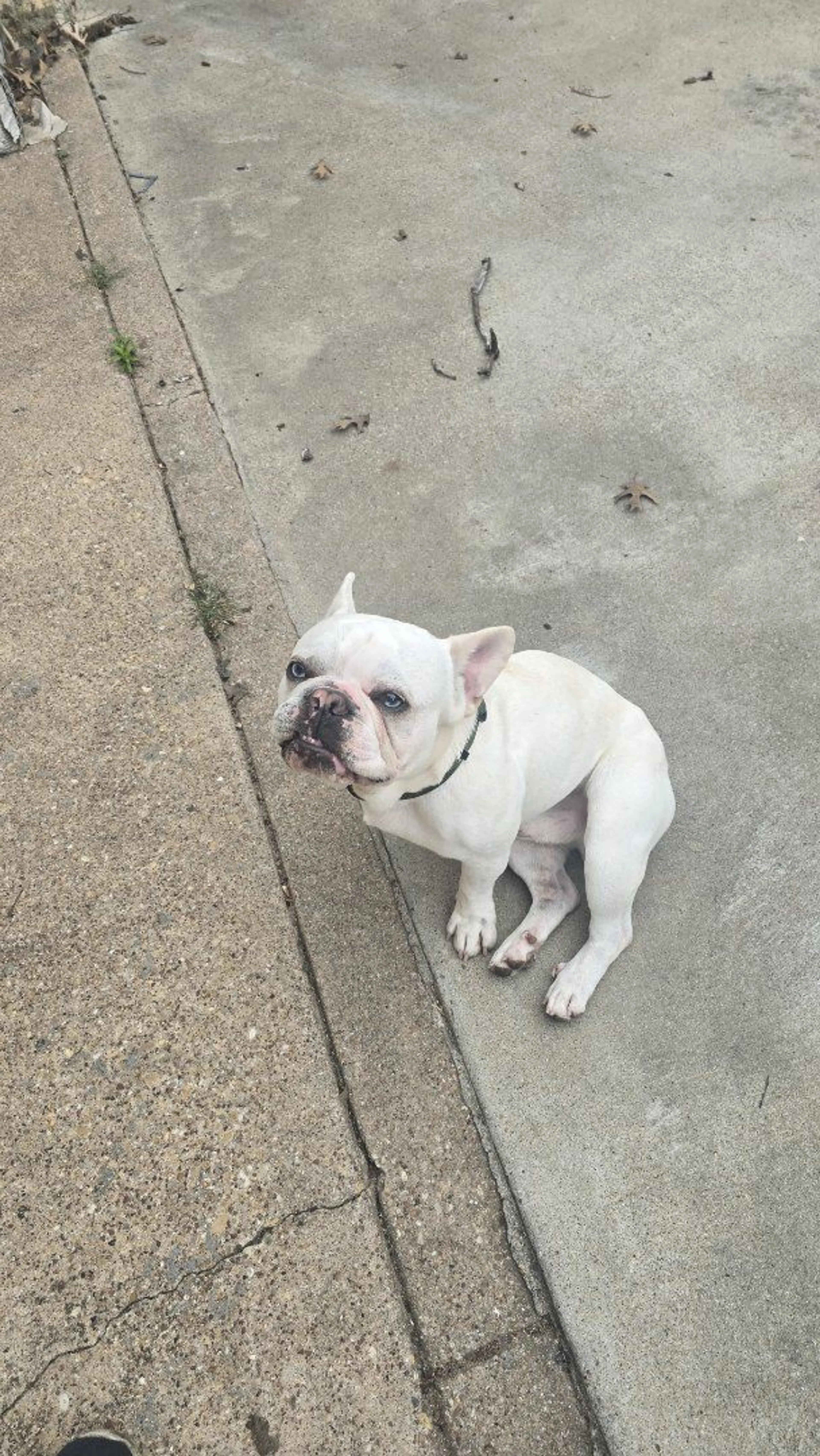 Lost pet-1