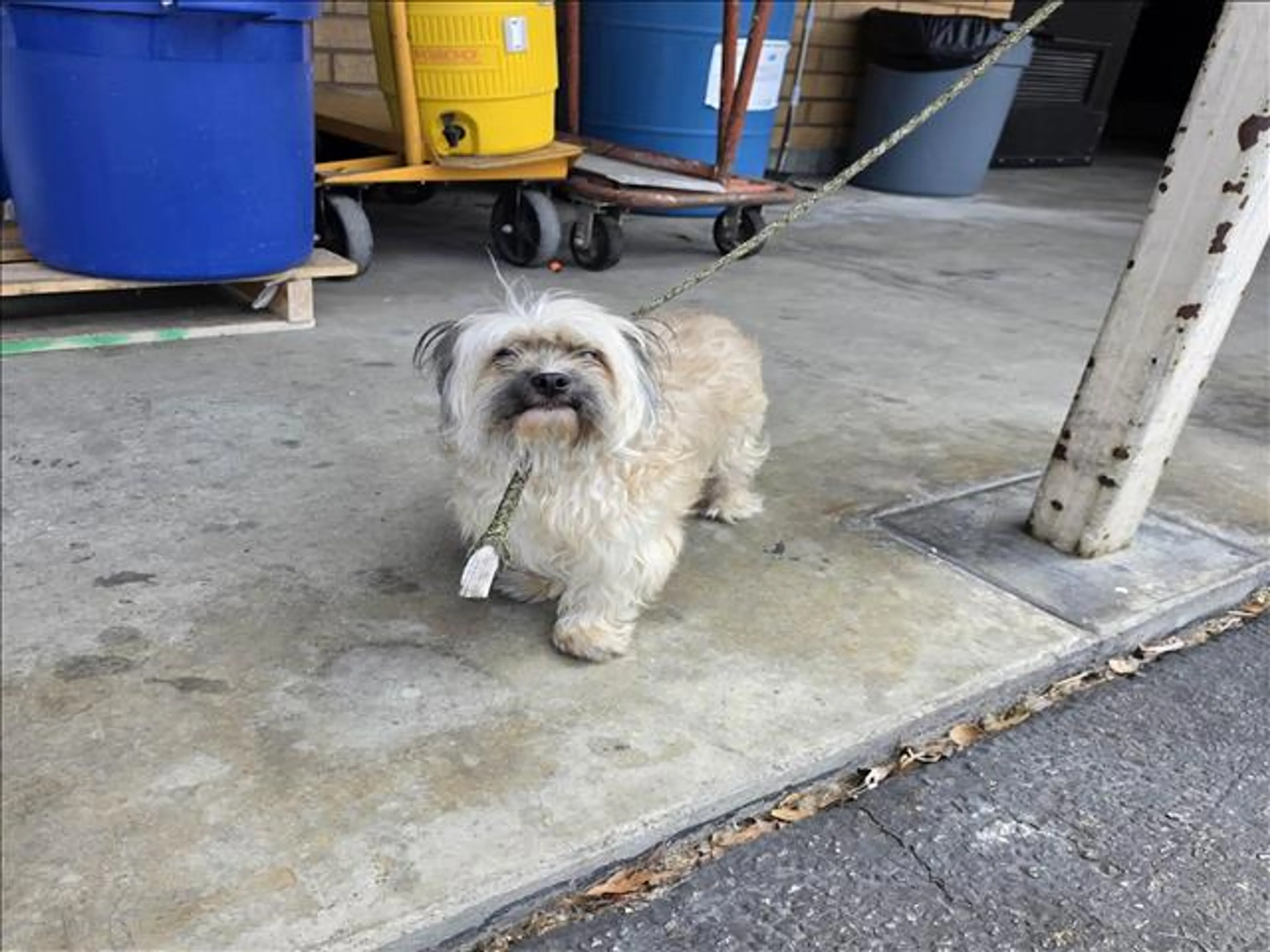 Found pet