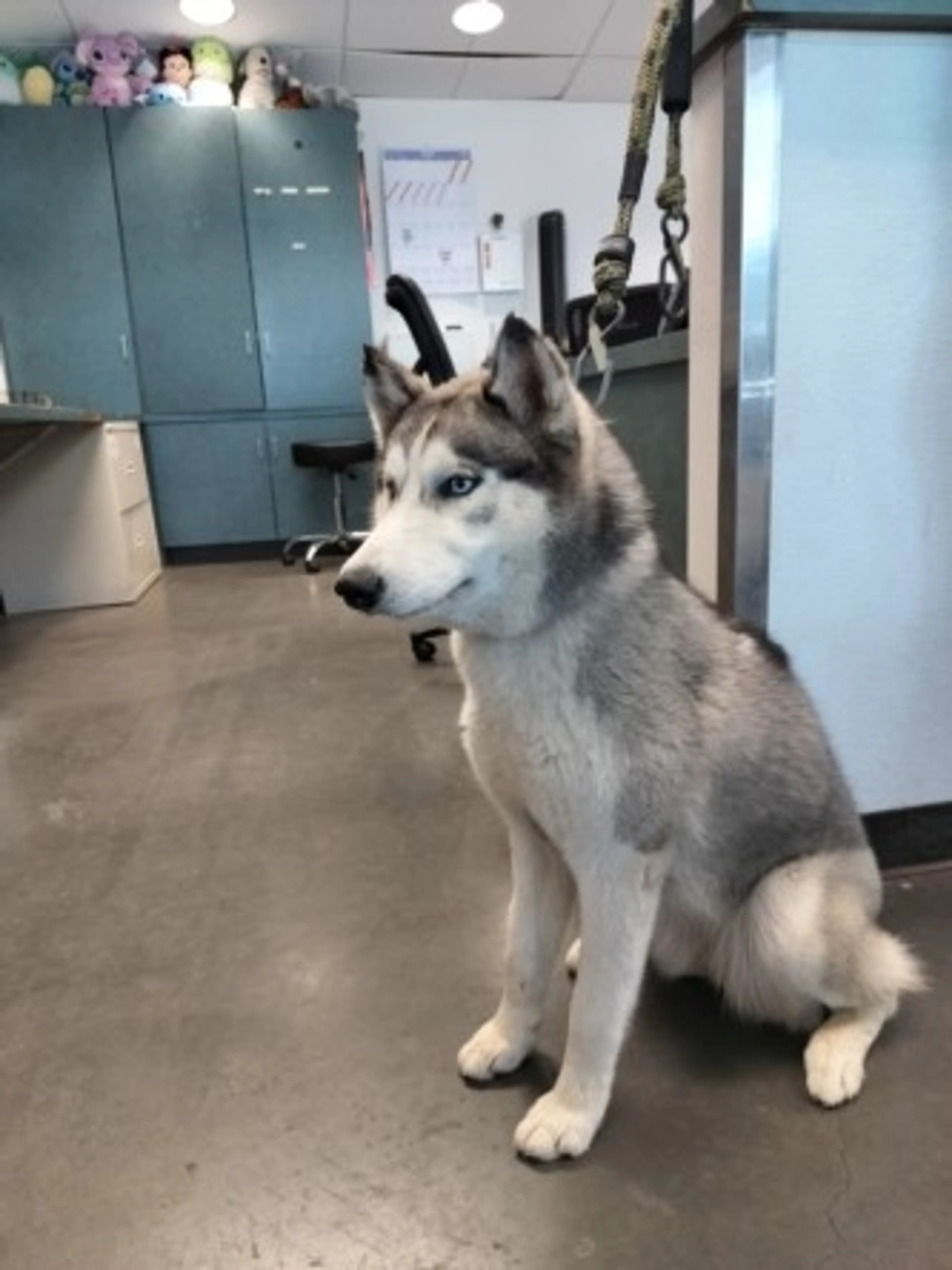 Found pet