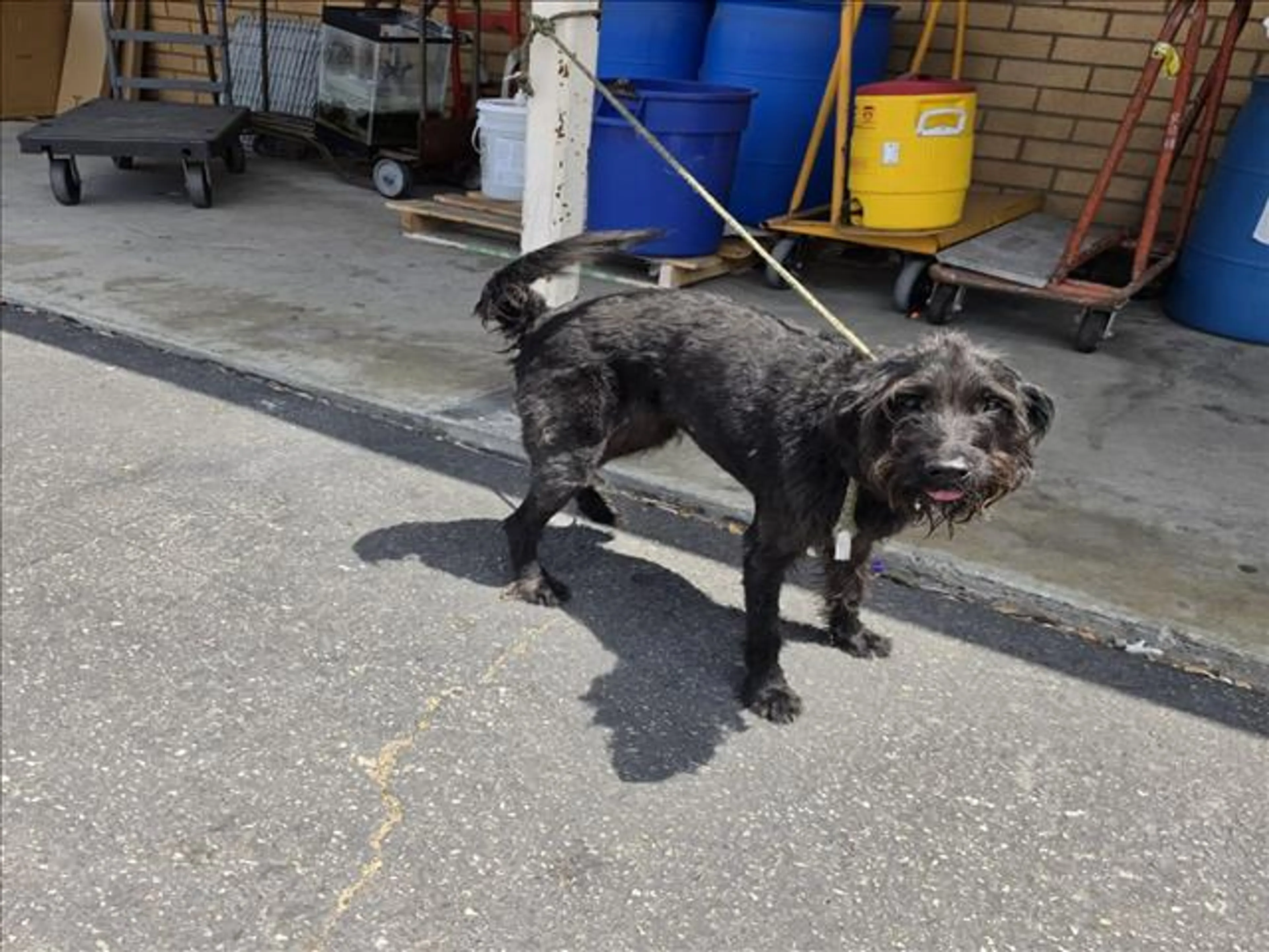 Found pet