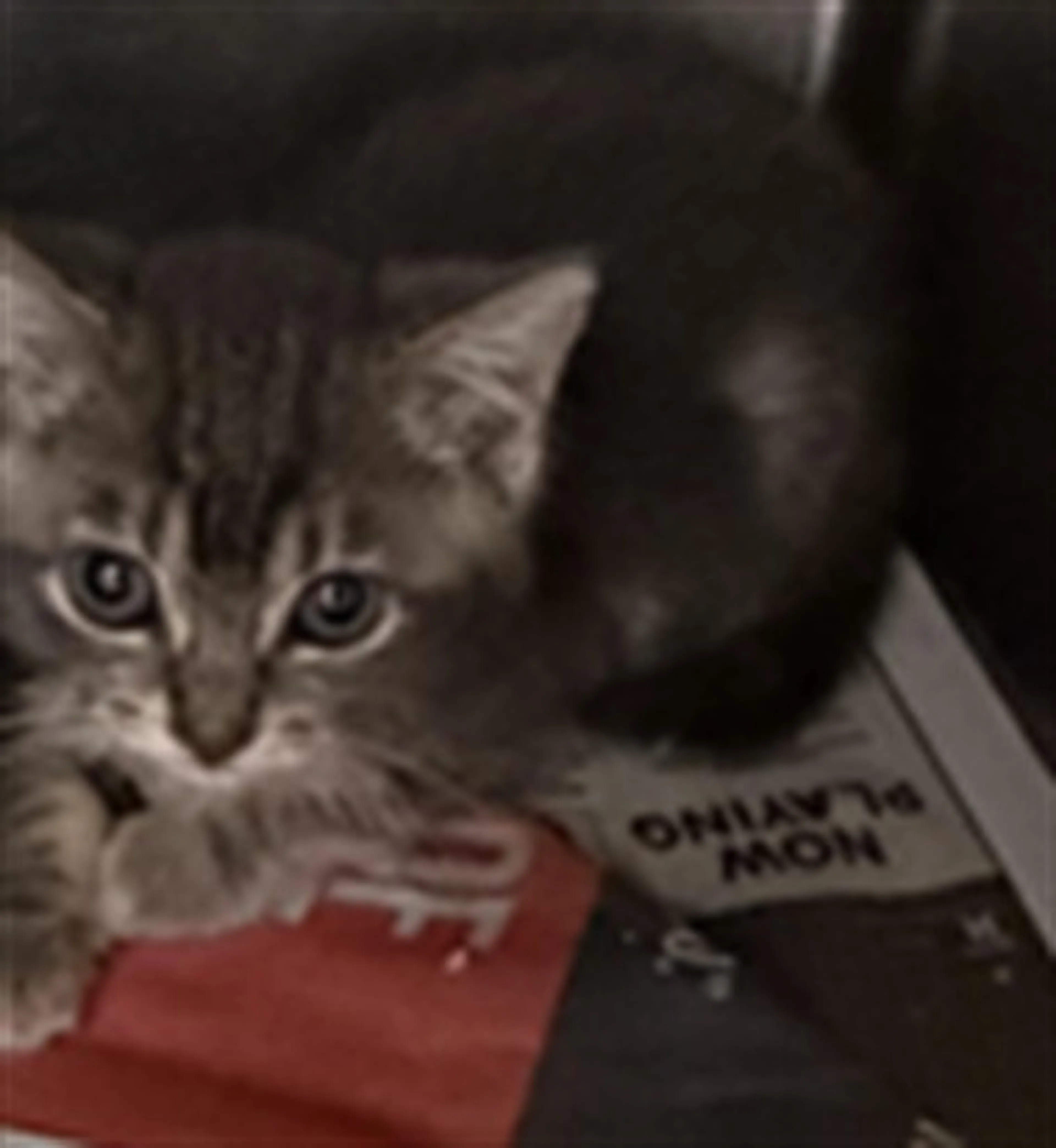 Found pet