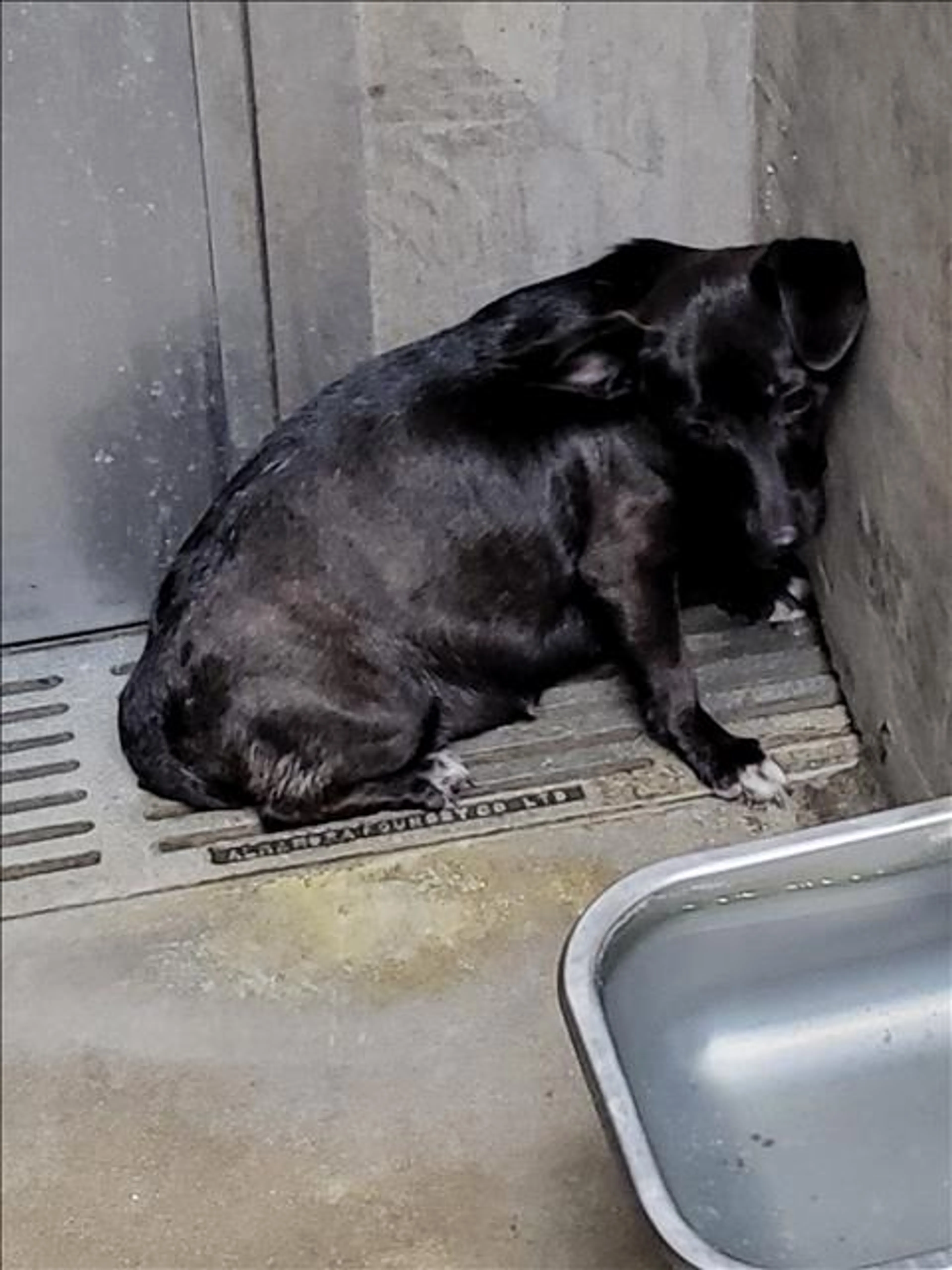 Found pet