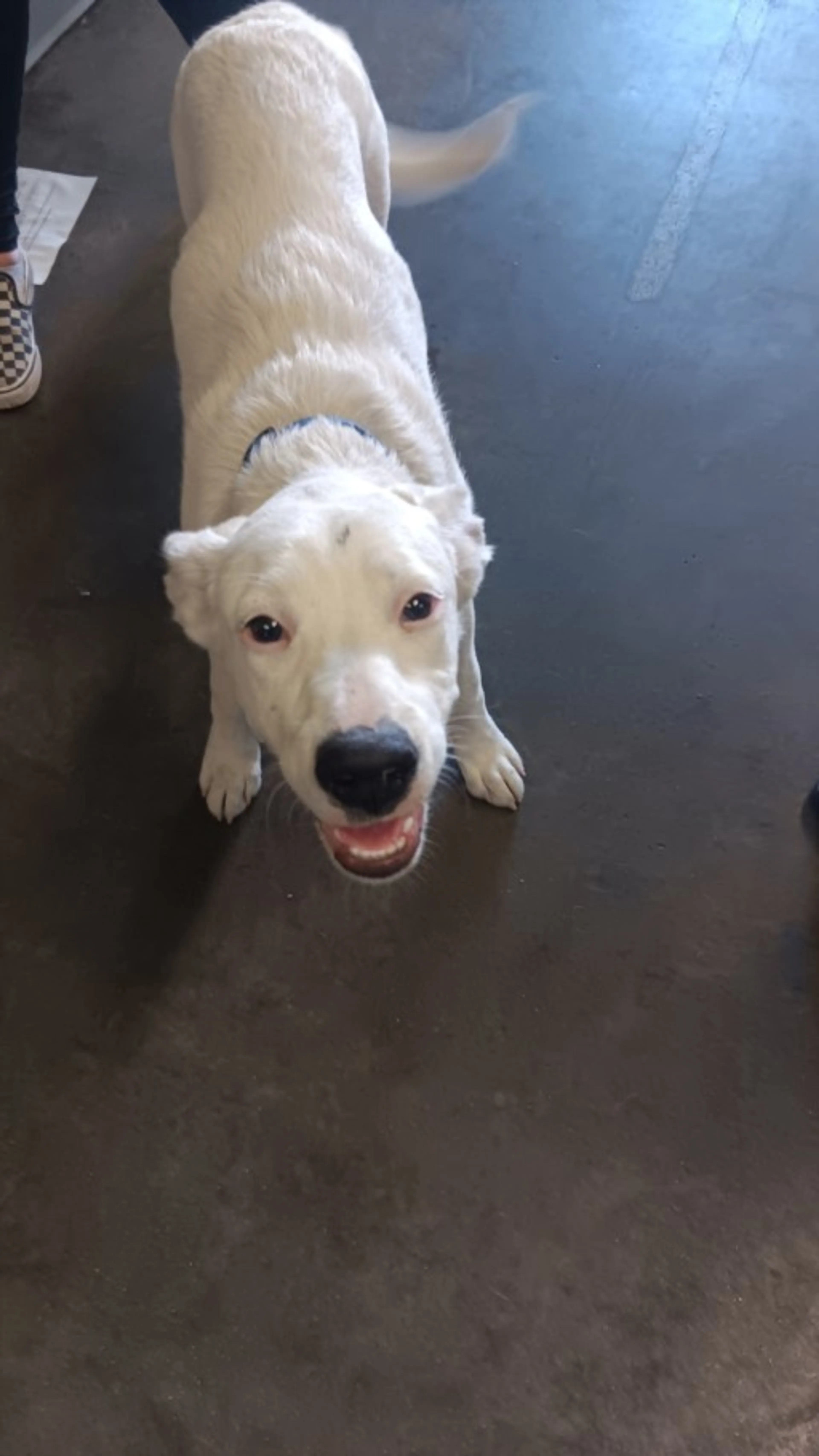 Found pet