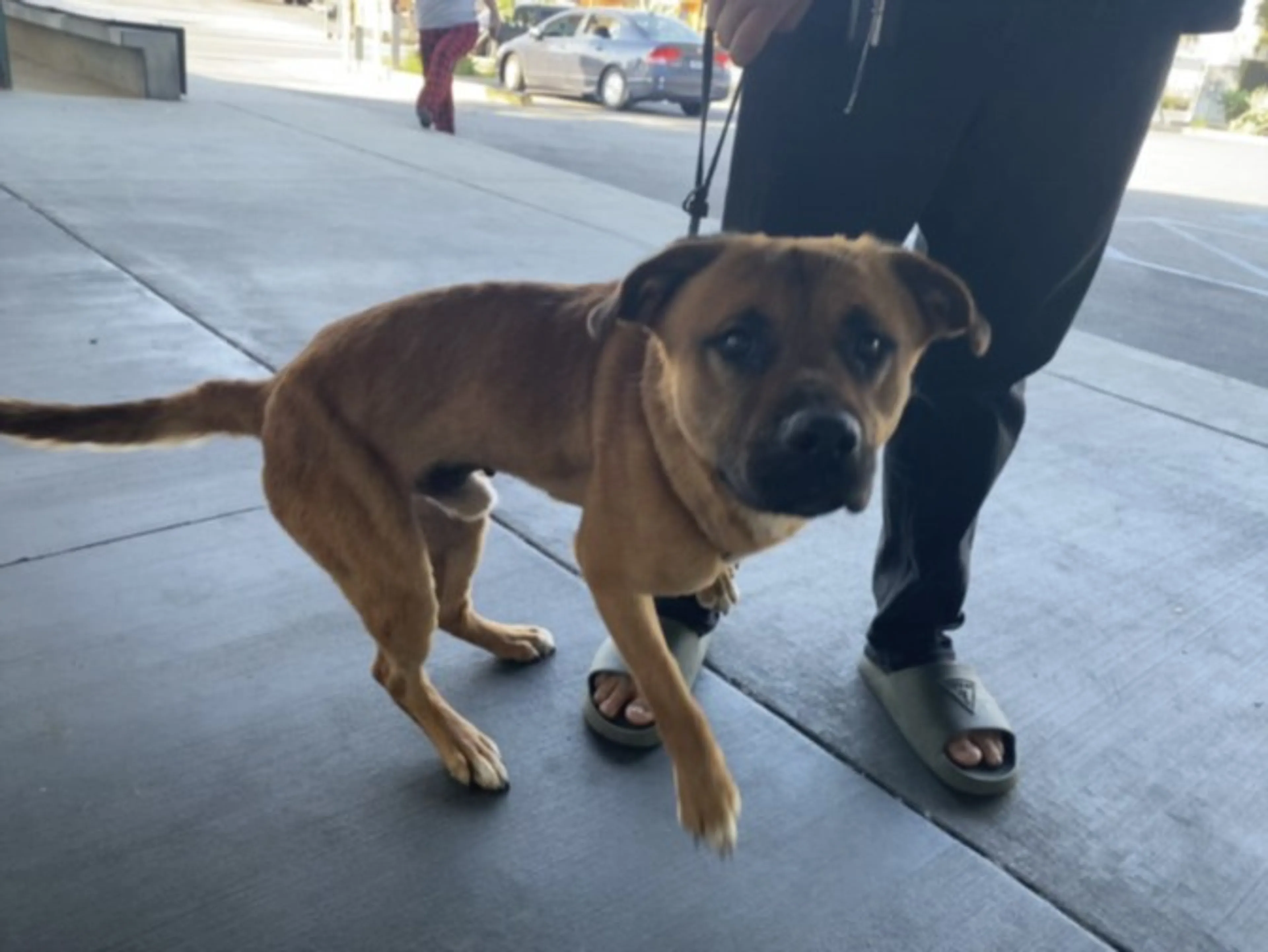 Found pet