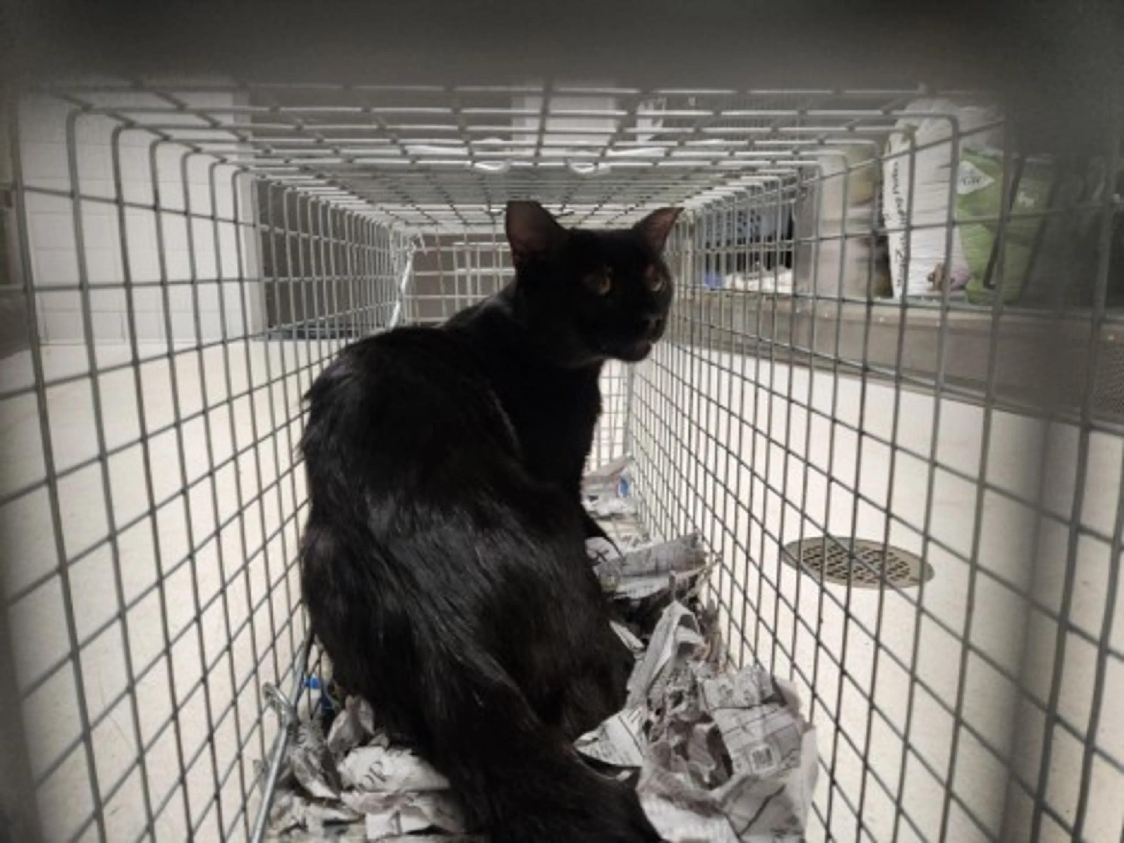 Found pet