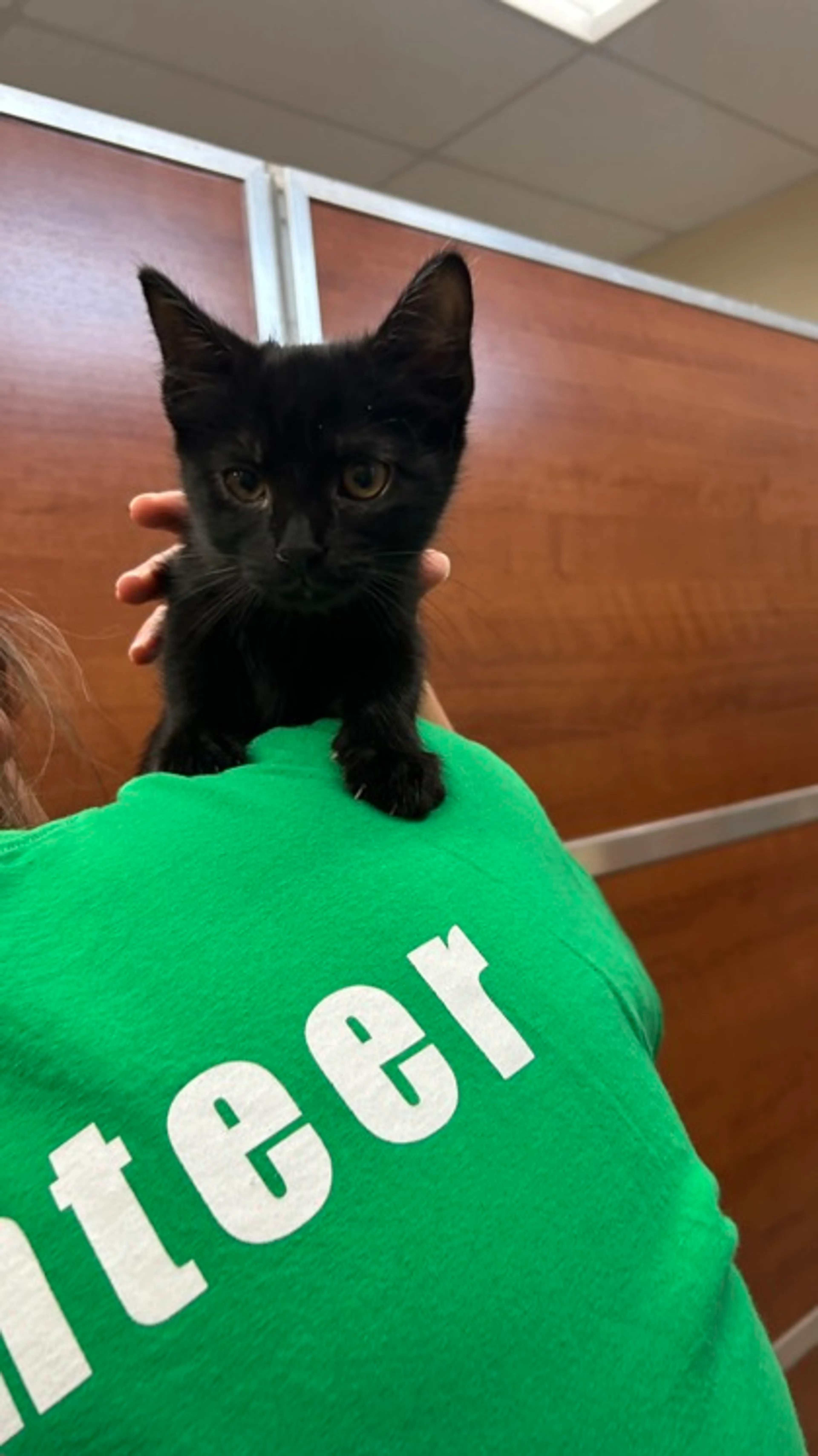 Found pet-1