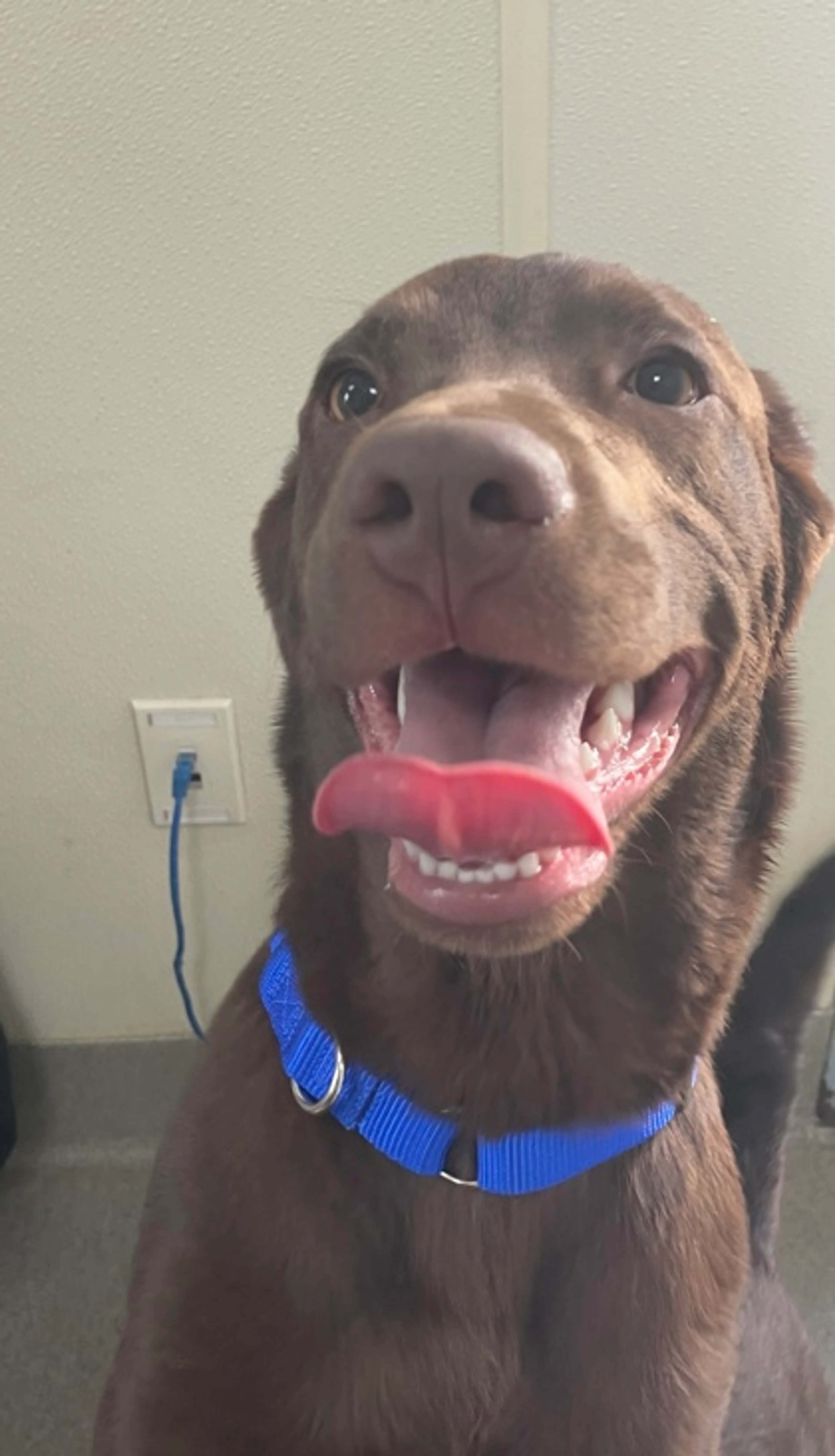 Found pet-1