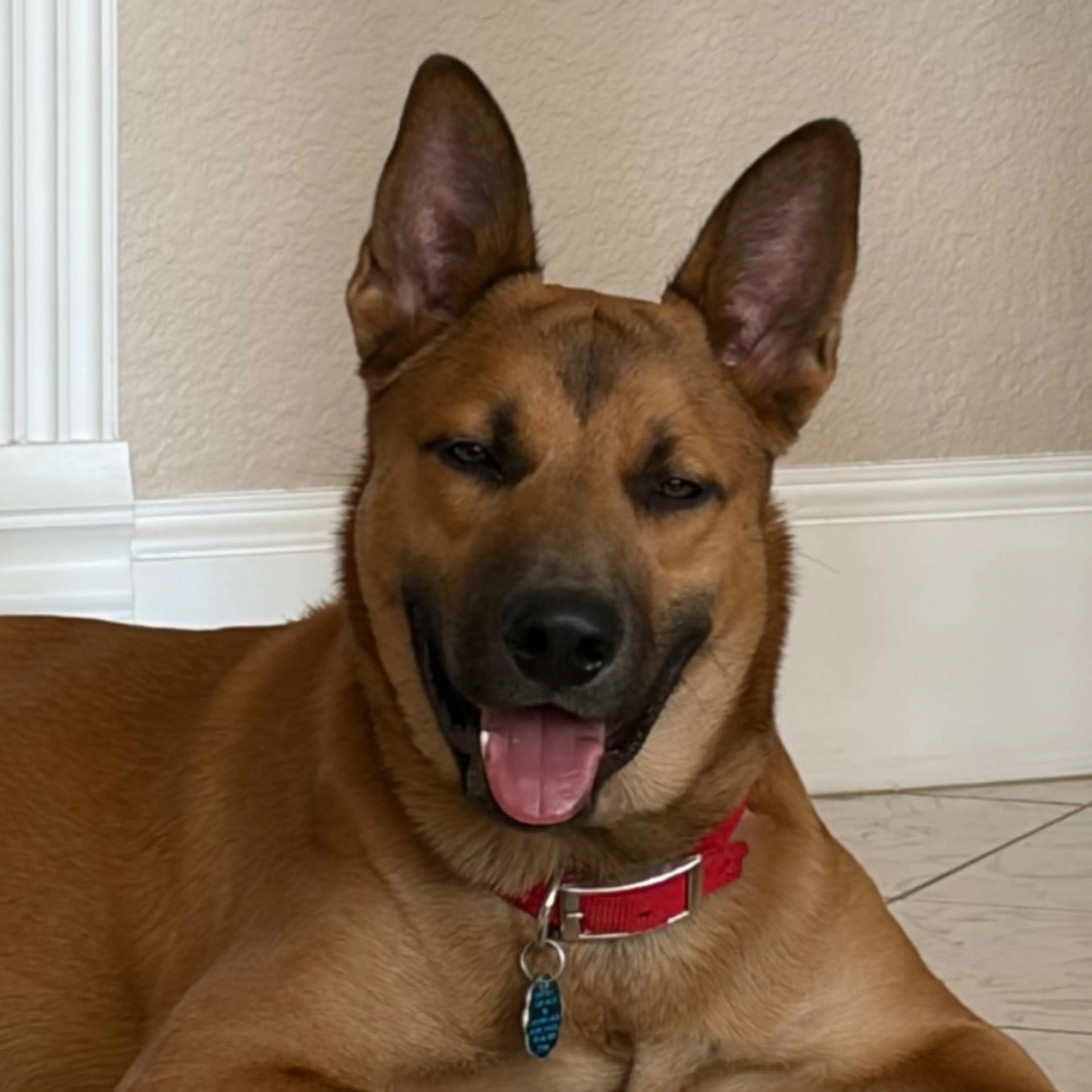 Lost pet