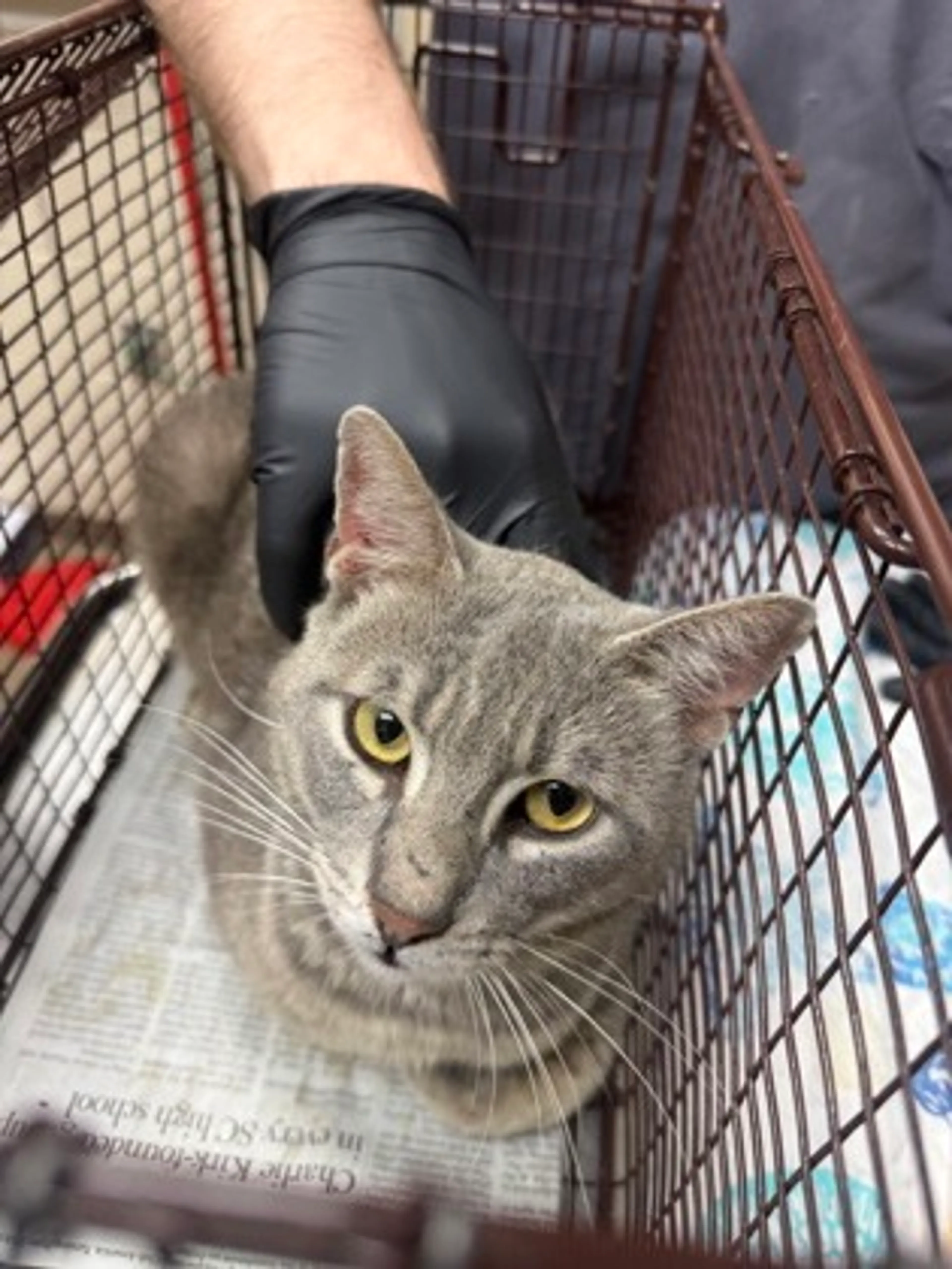 Found pet