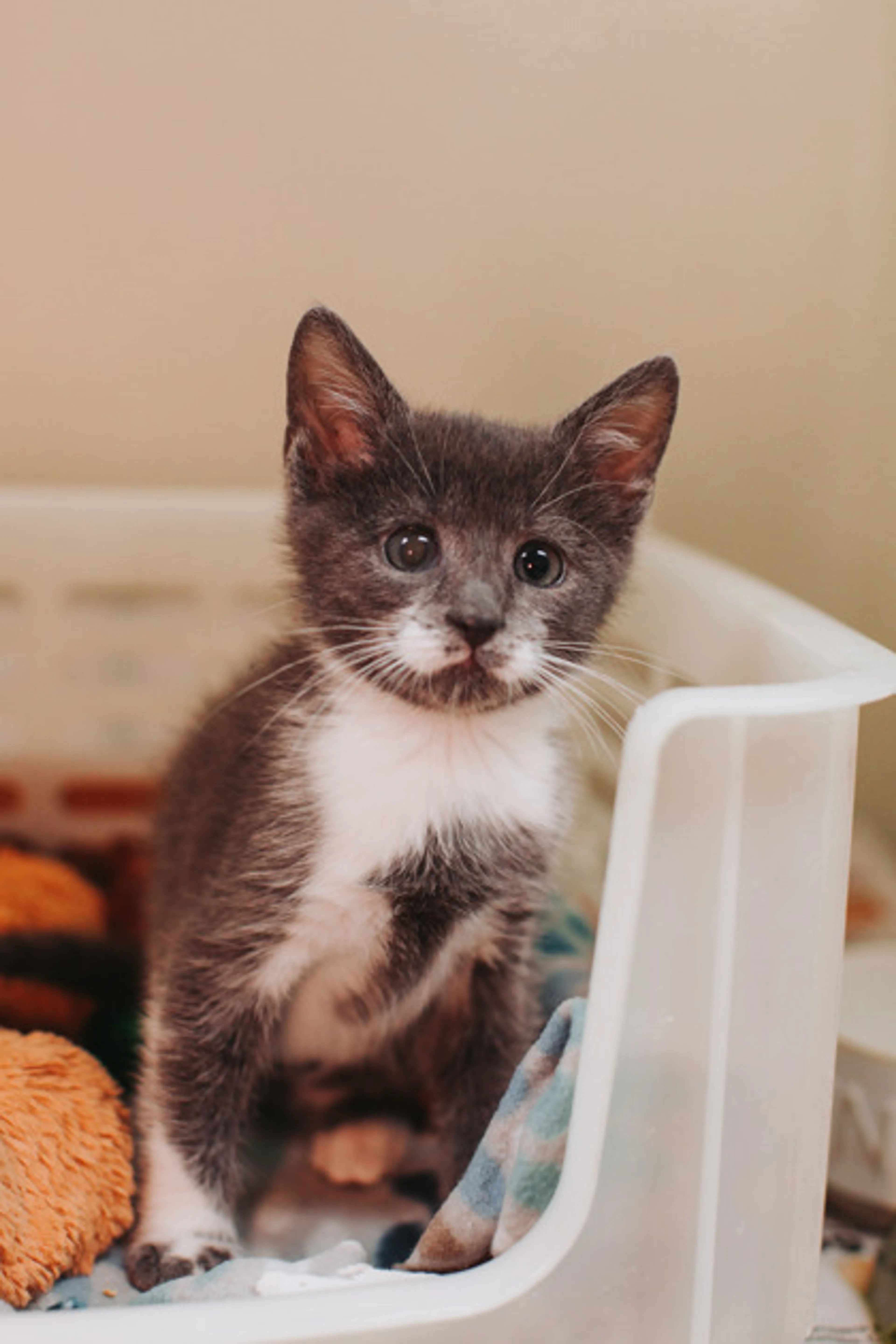 Found pet-1