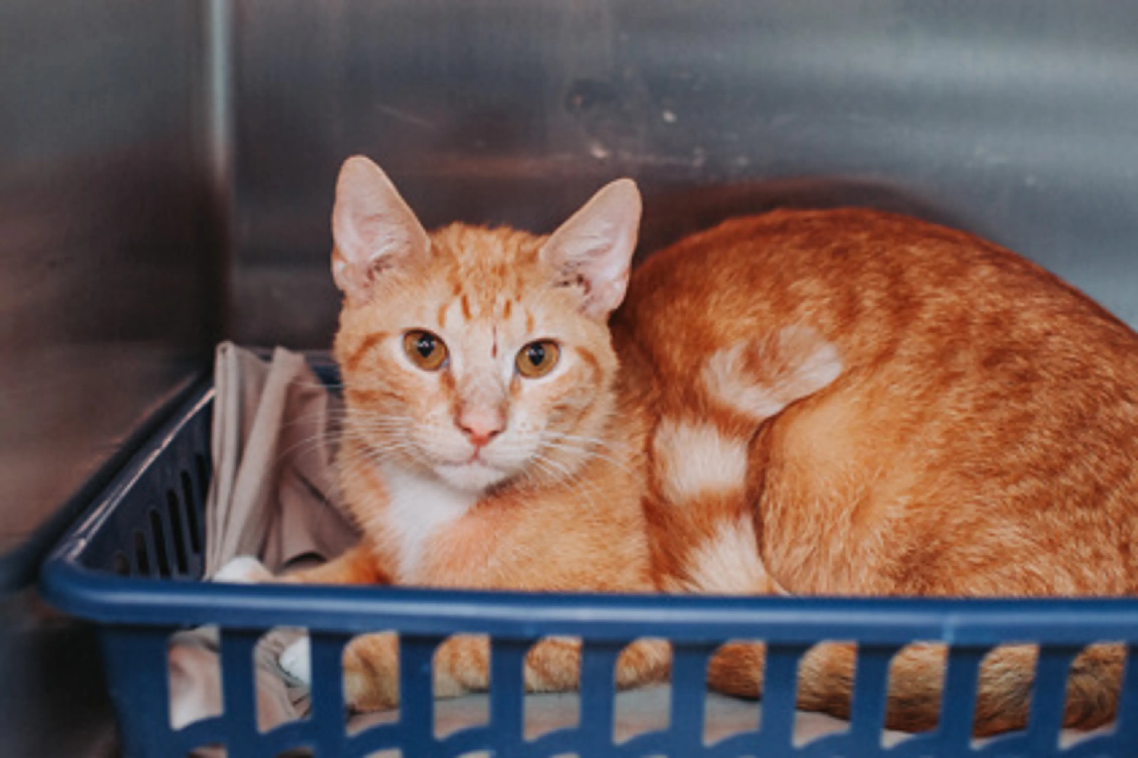 Found pet-2