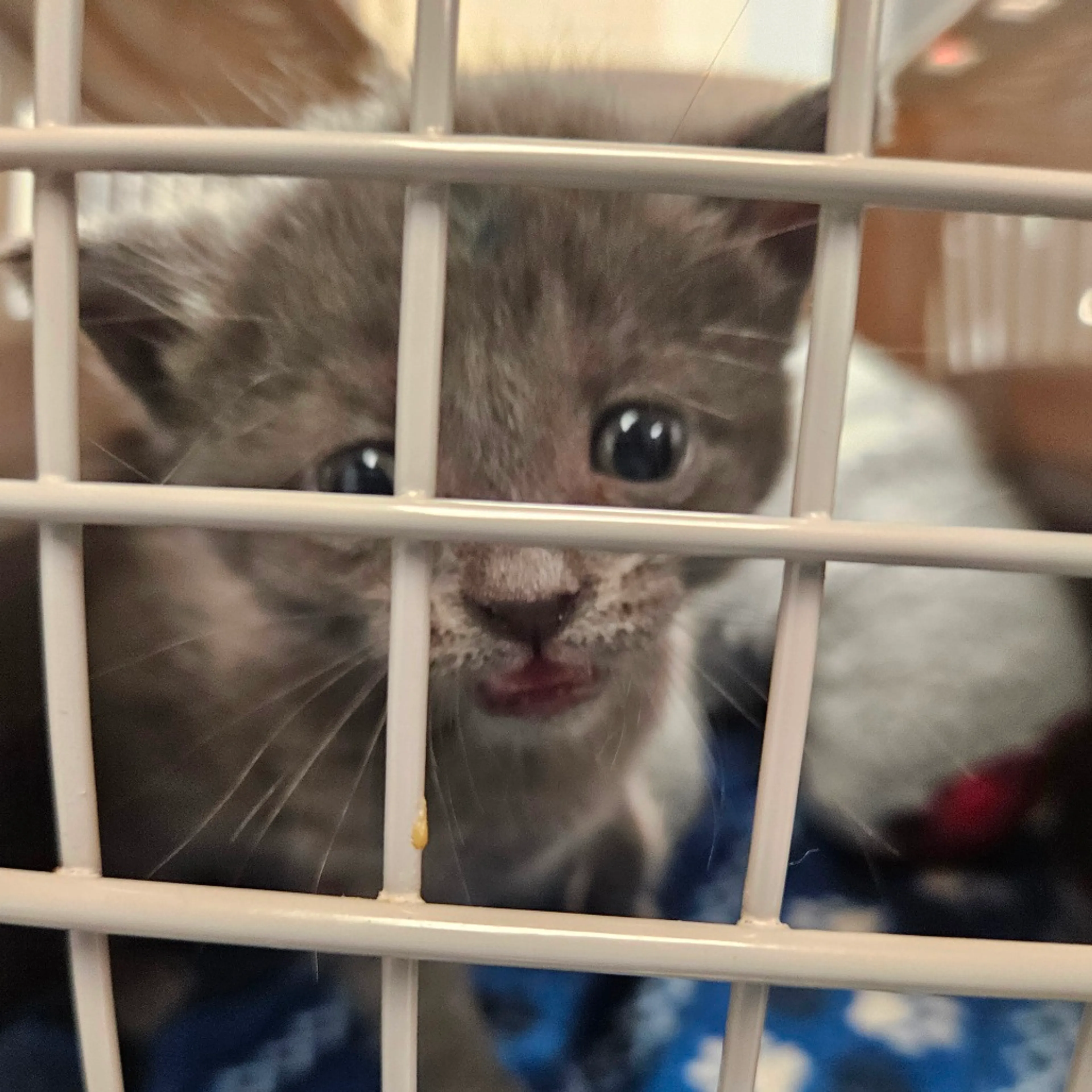 Found pet