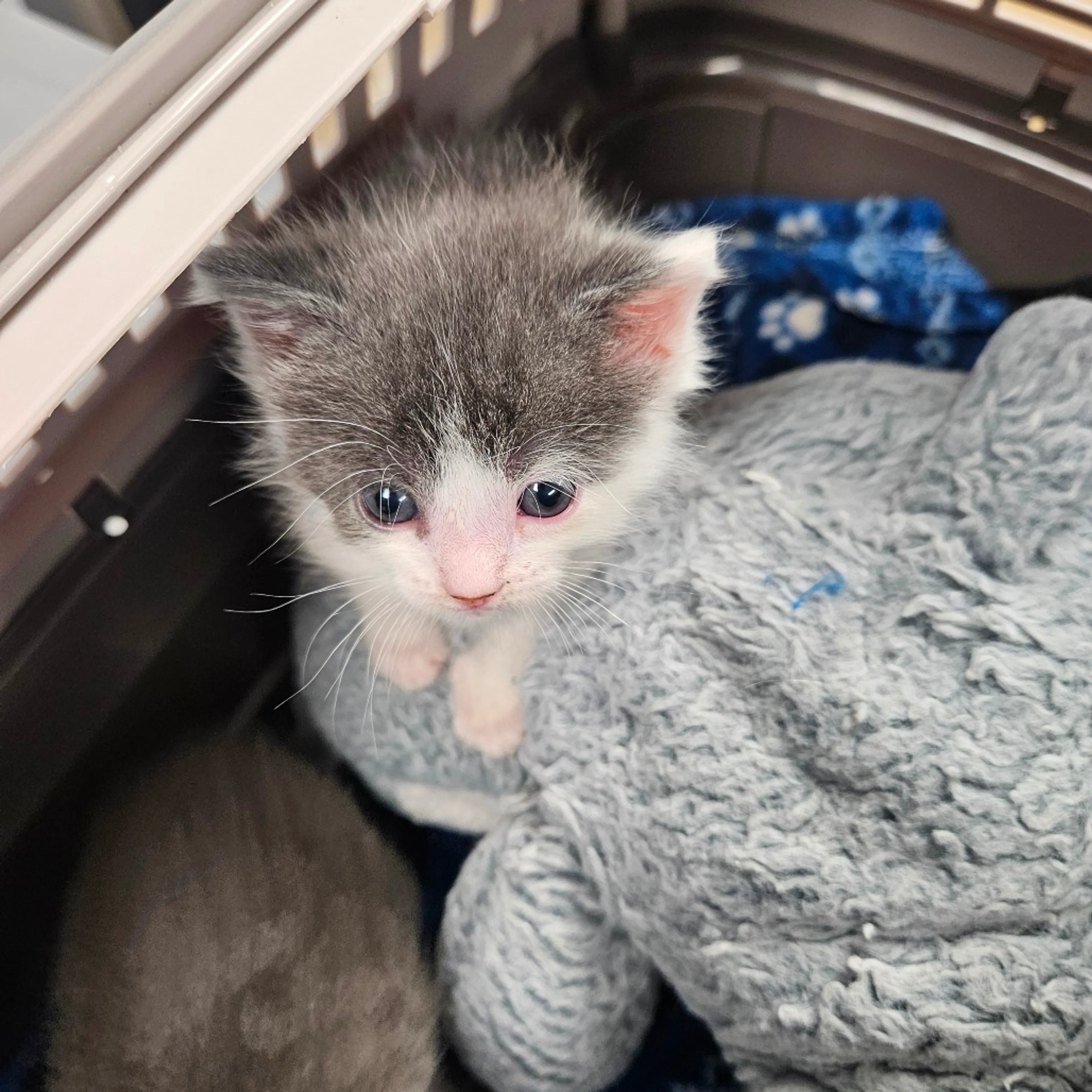 Found pet