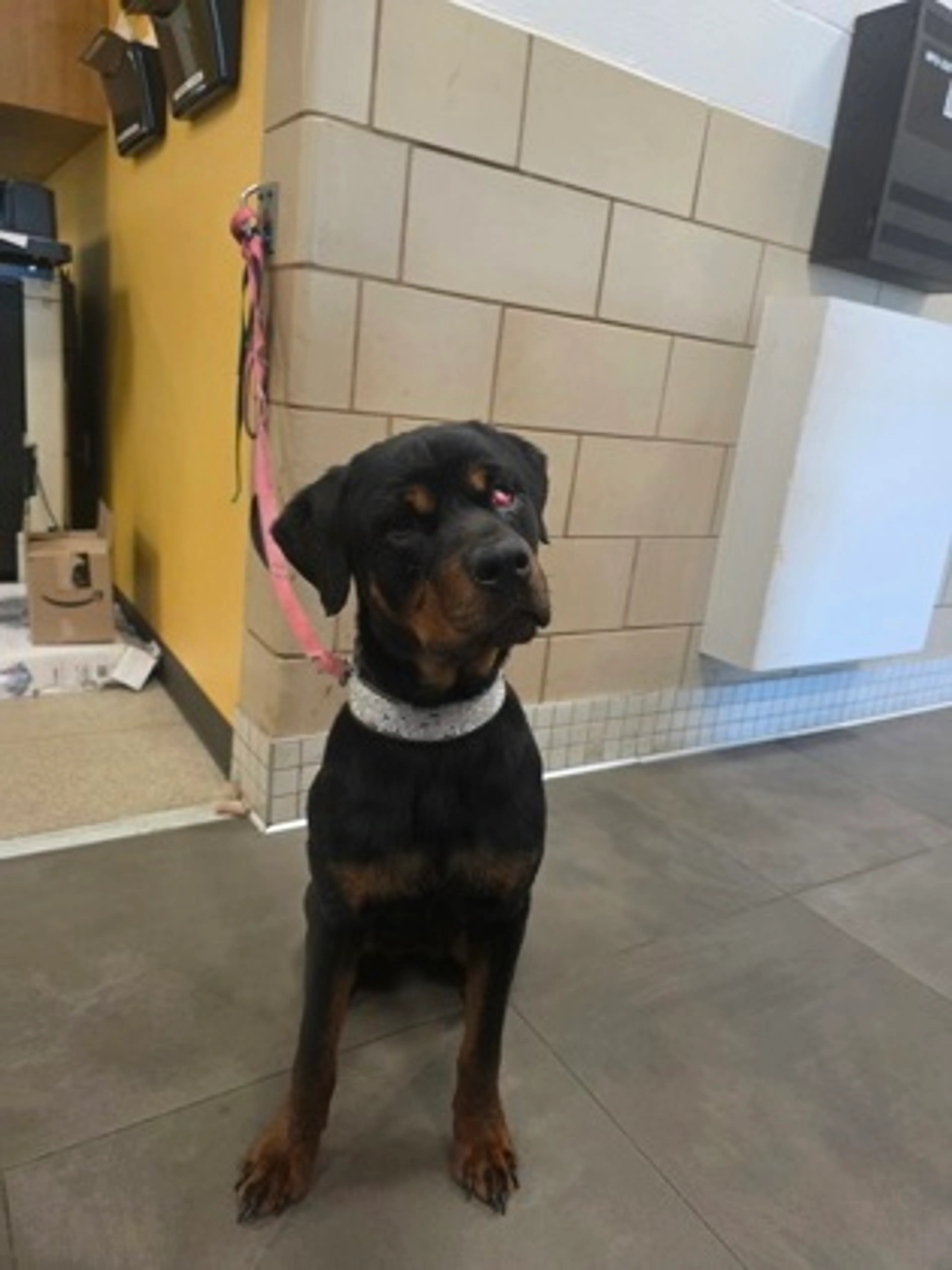 Found pet