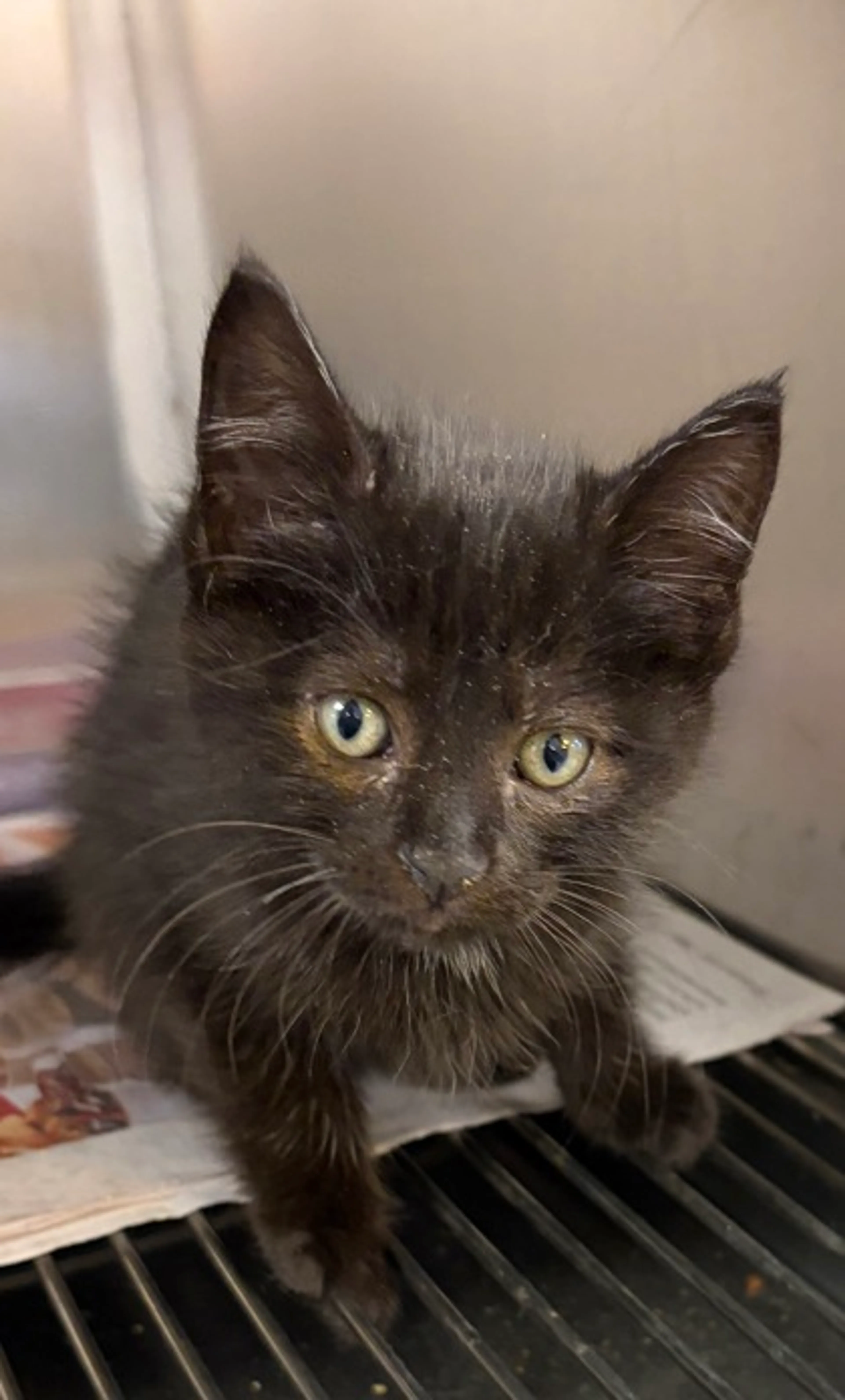 Found pet