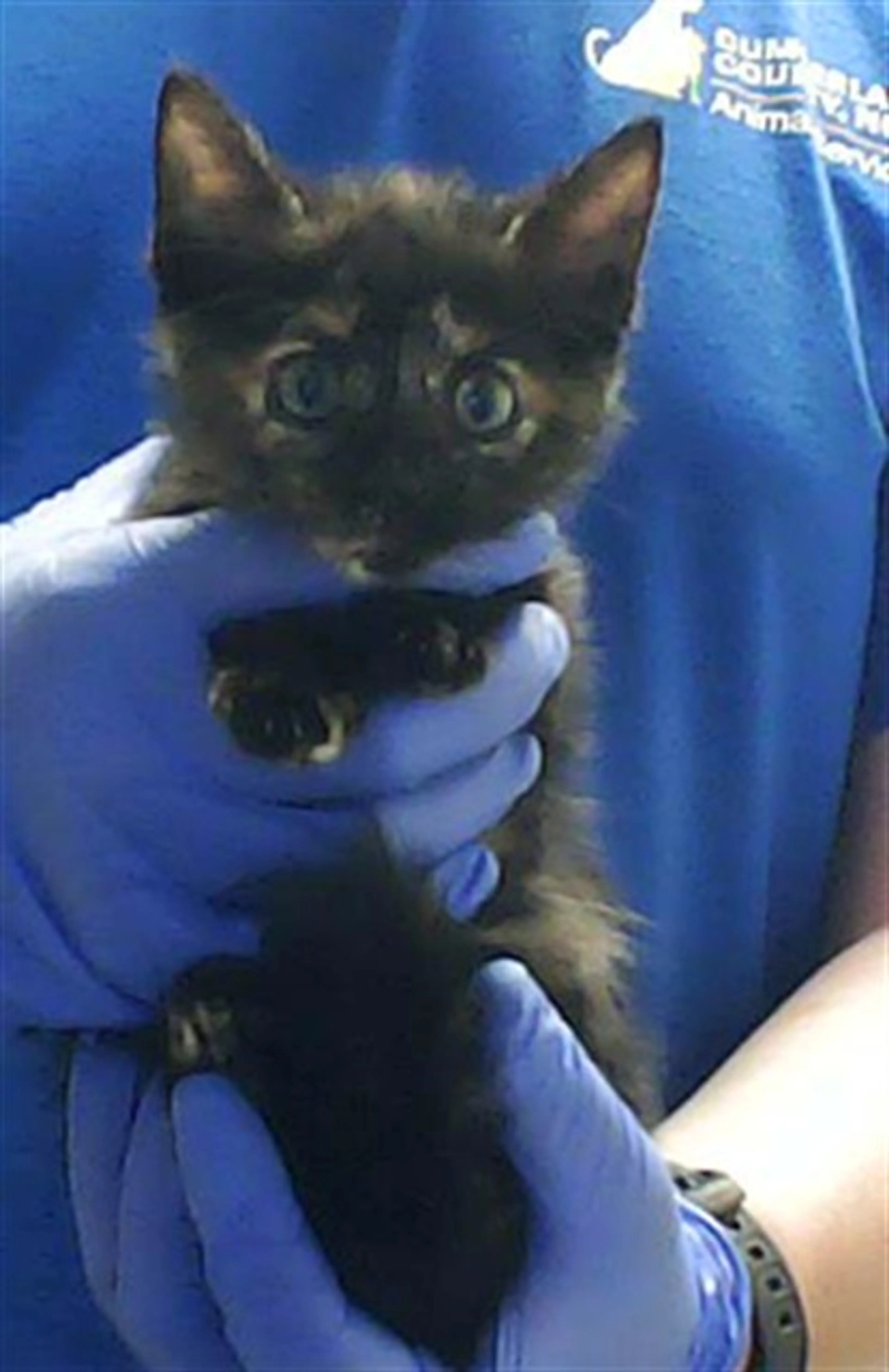 Found pet