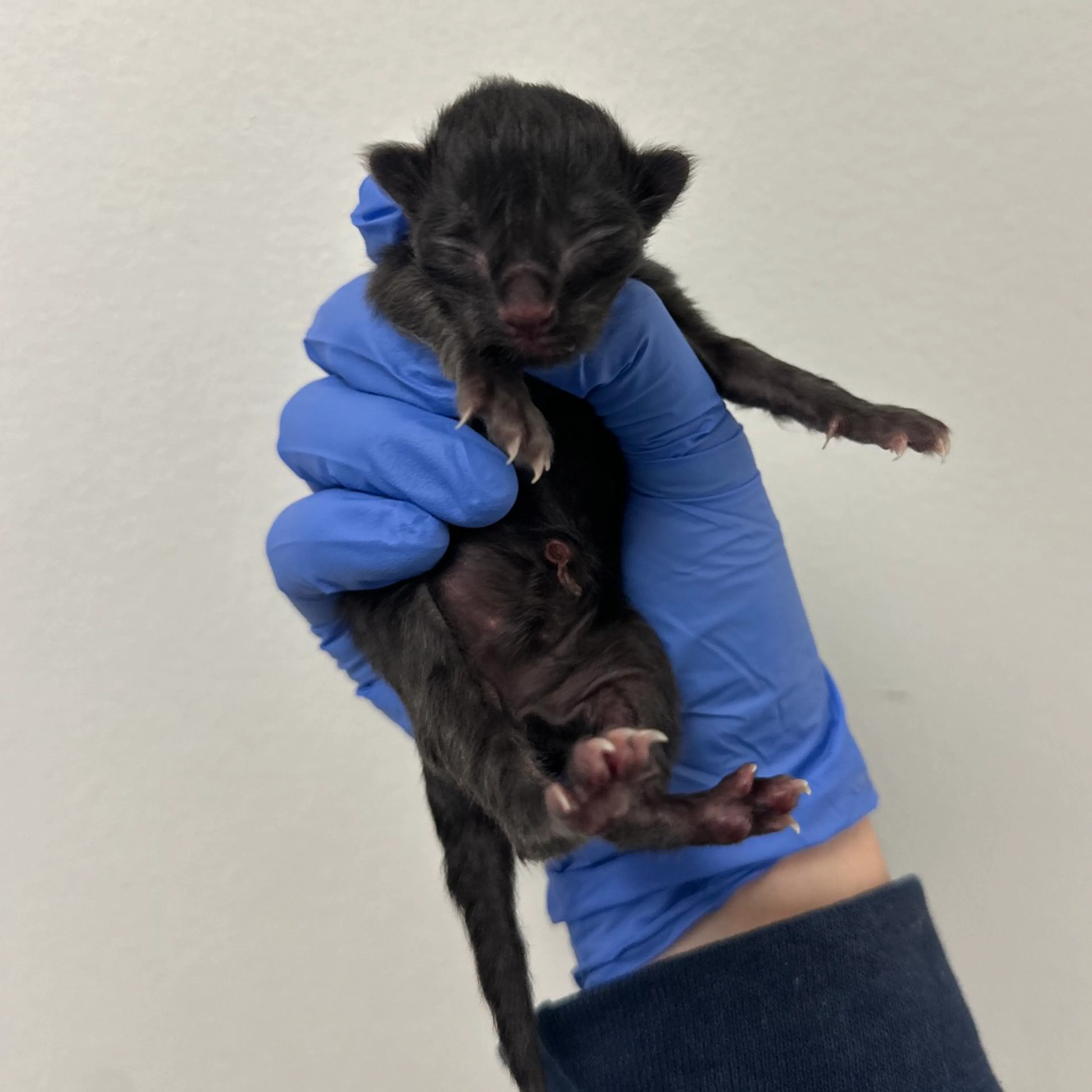 Found pet-1