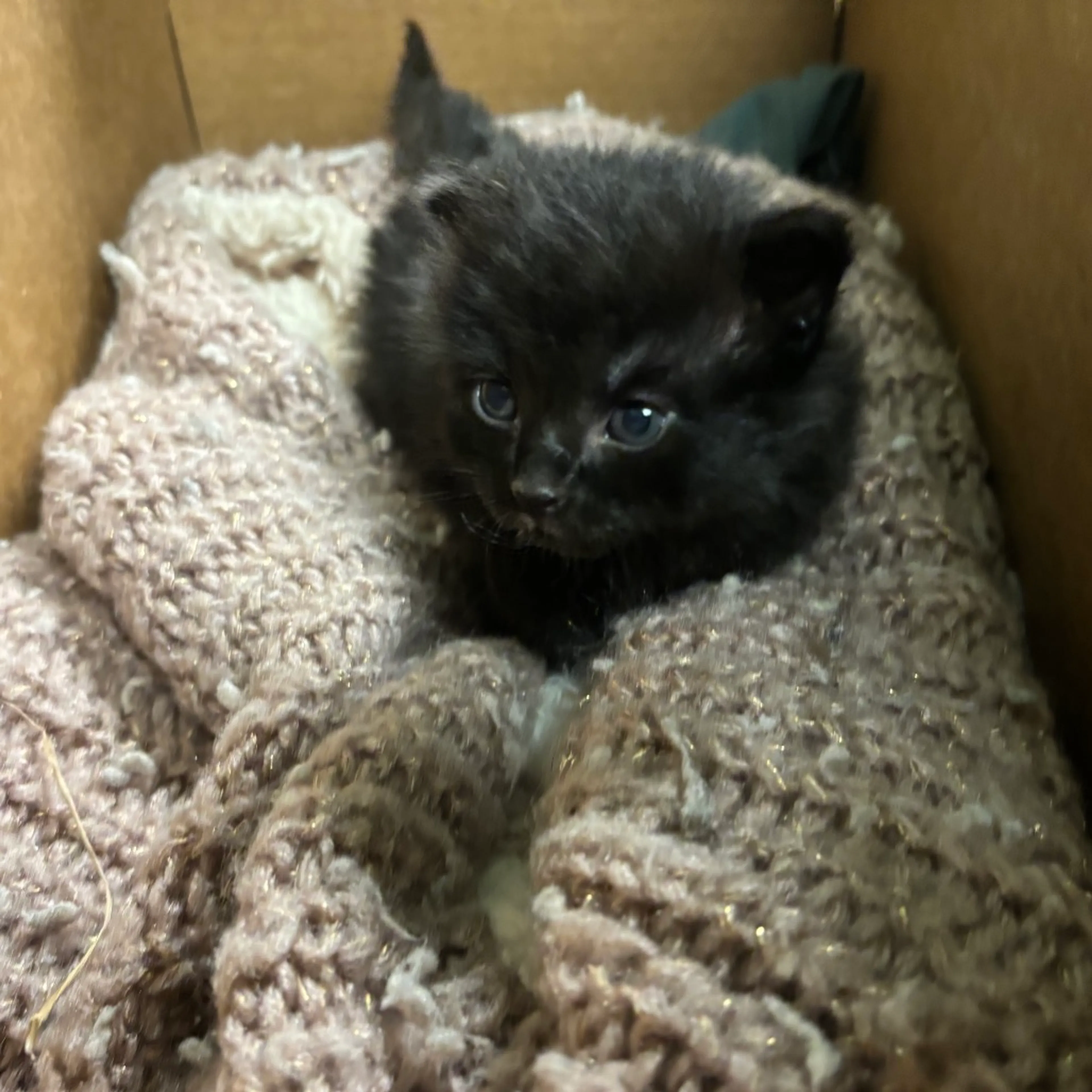 Found pet-0