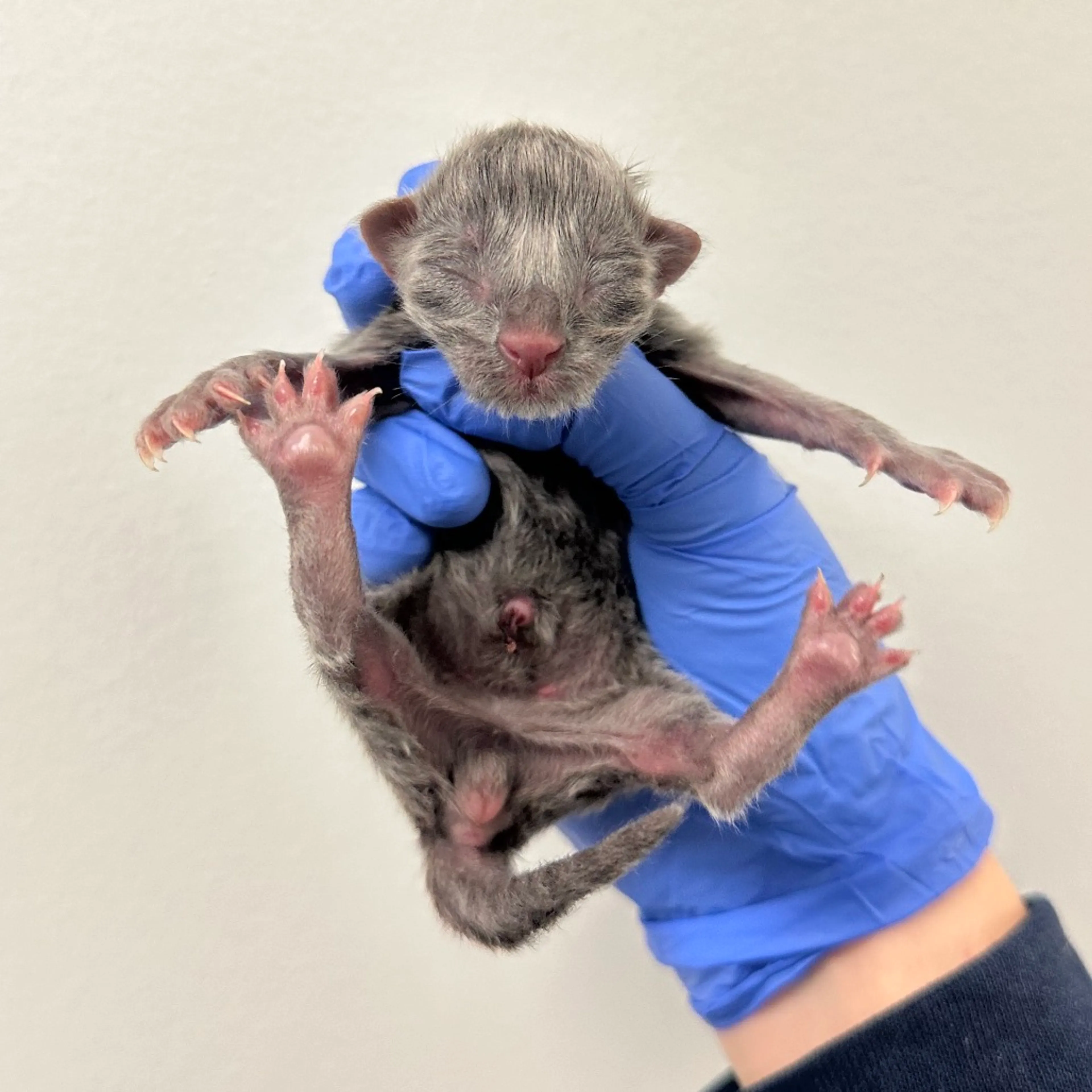 Found pet-1