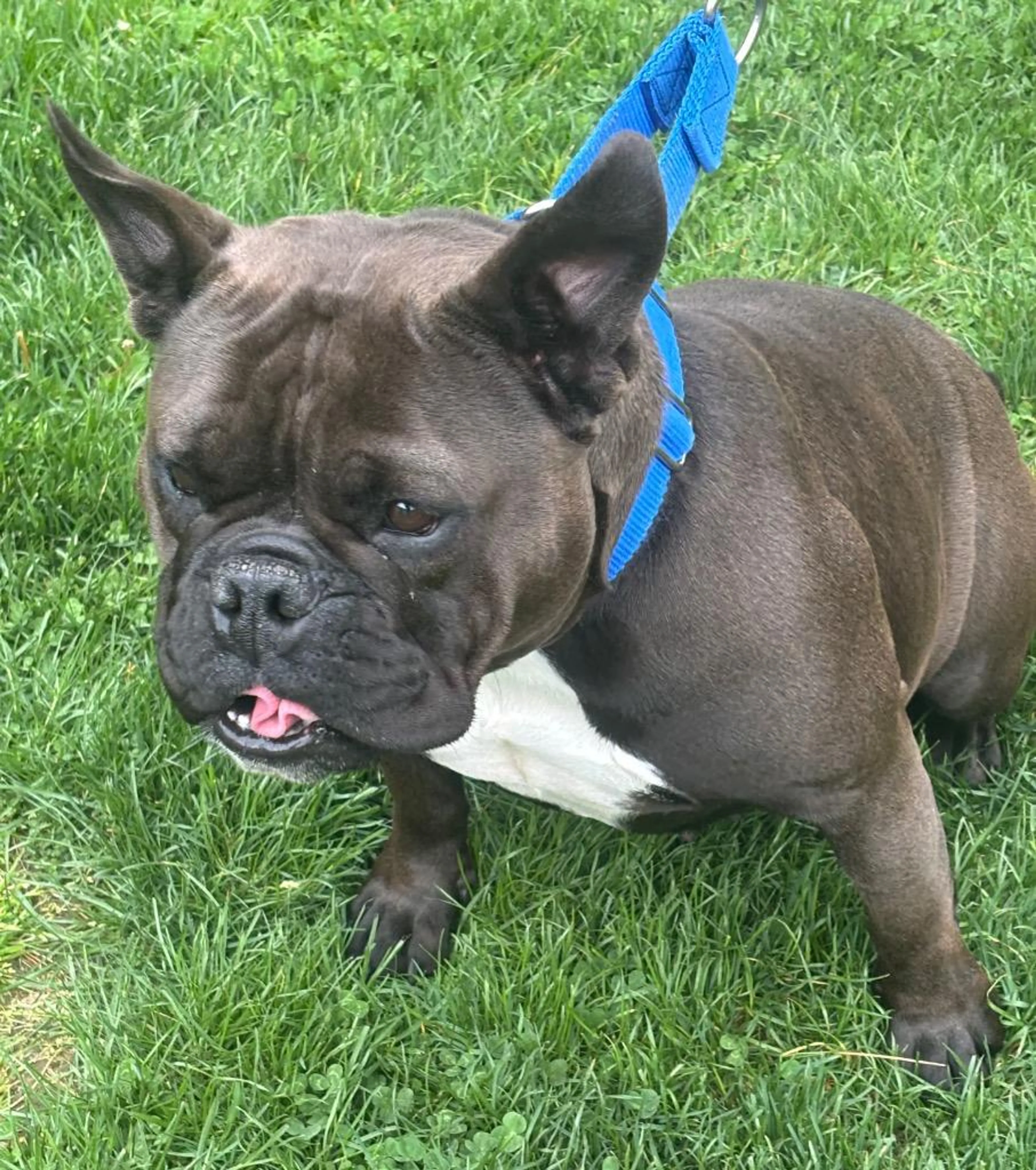 Found pet-5