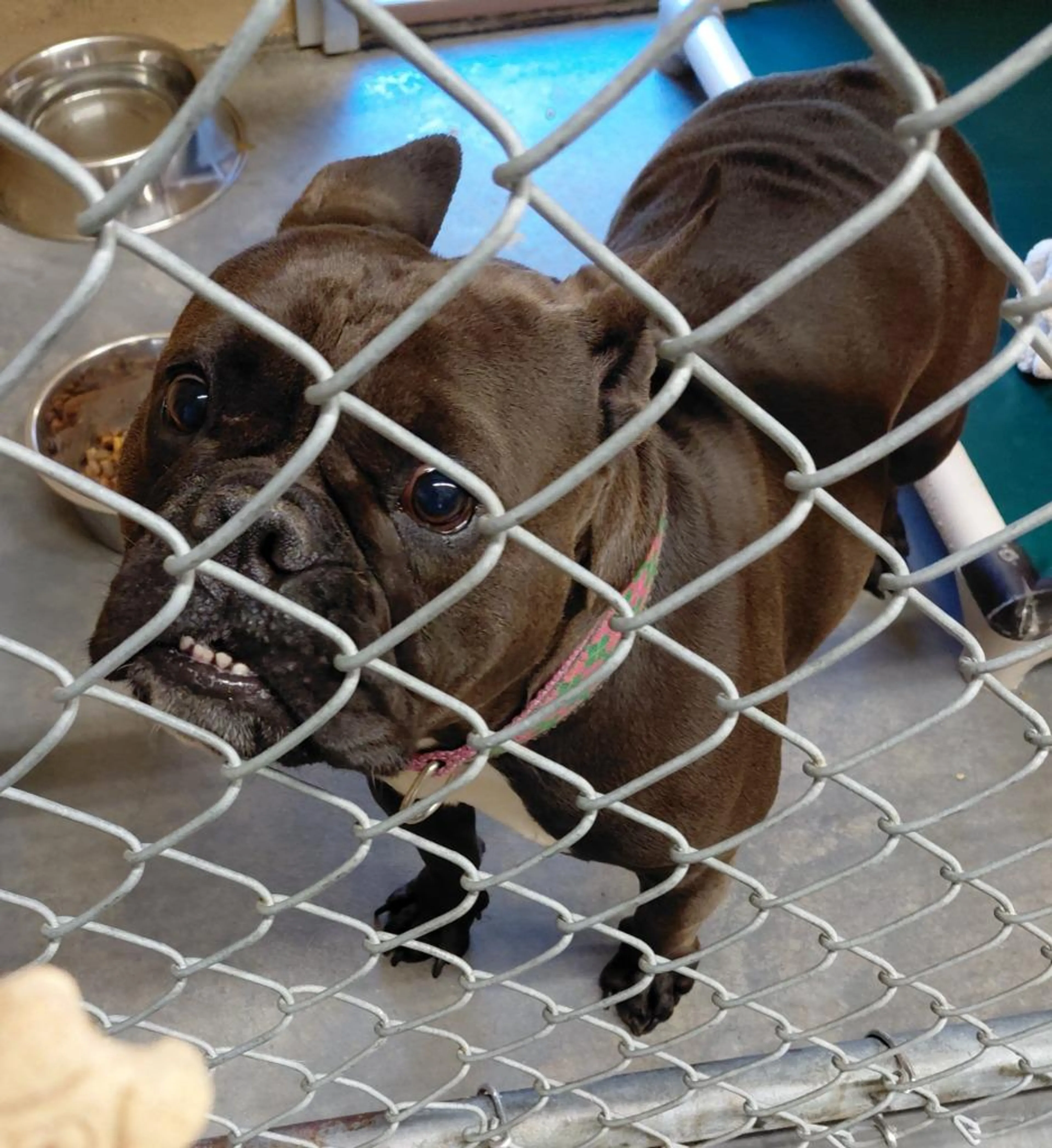 Found pet-2
