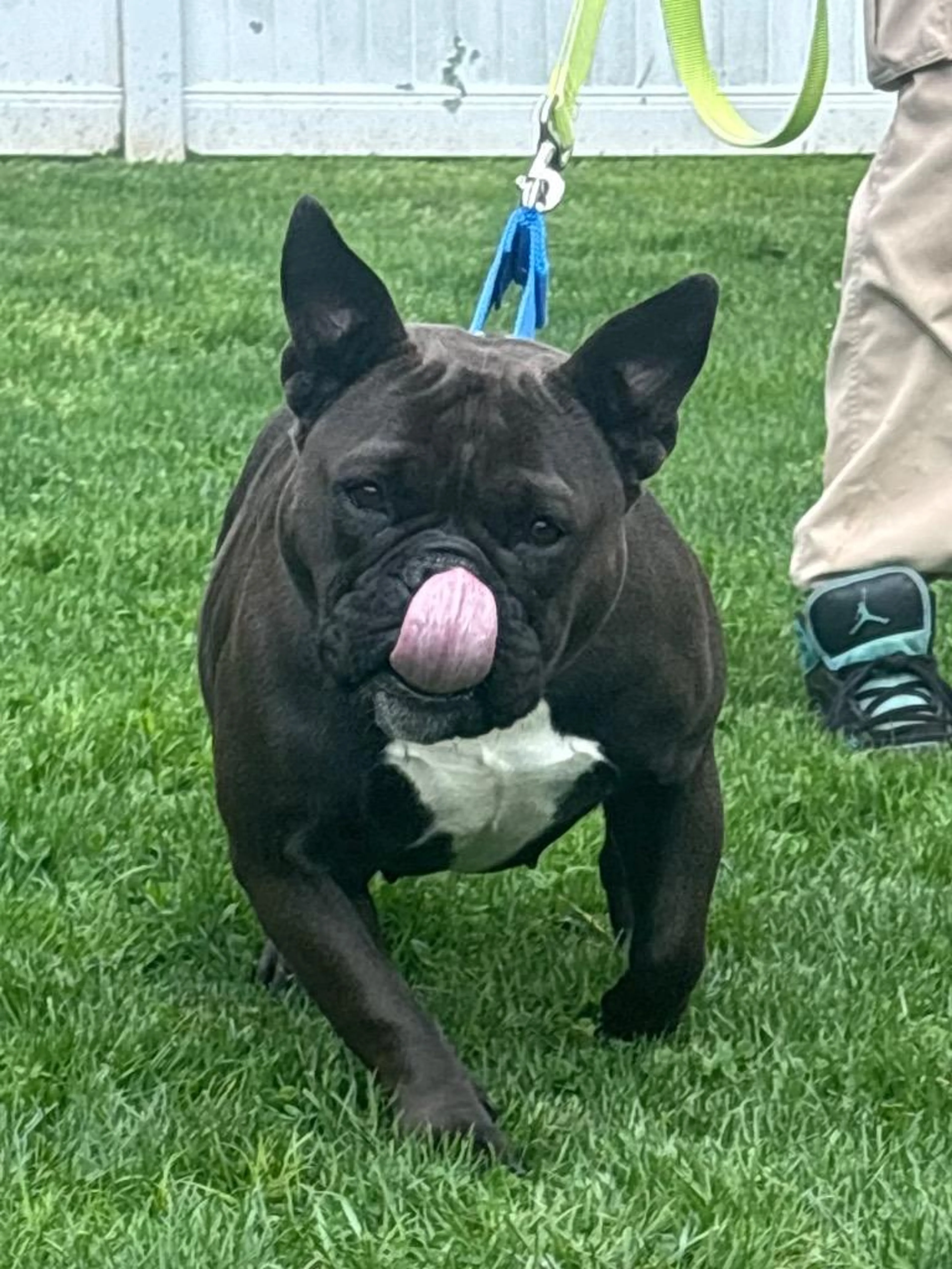 Found pet-1