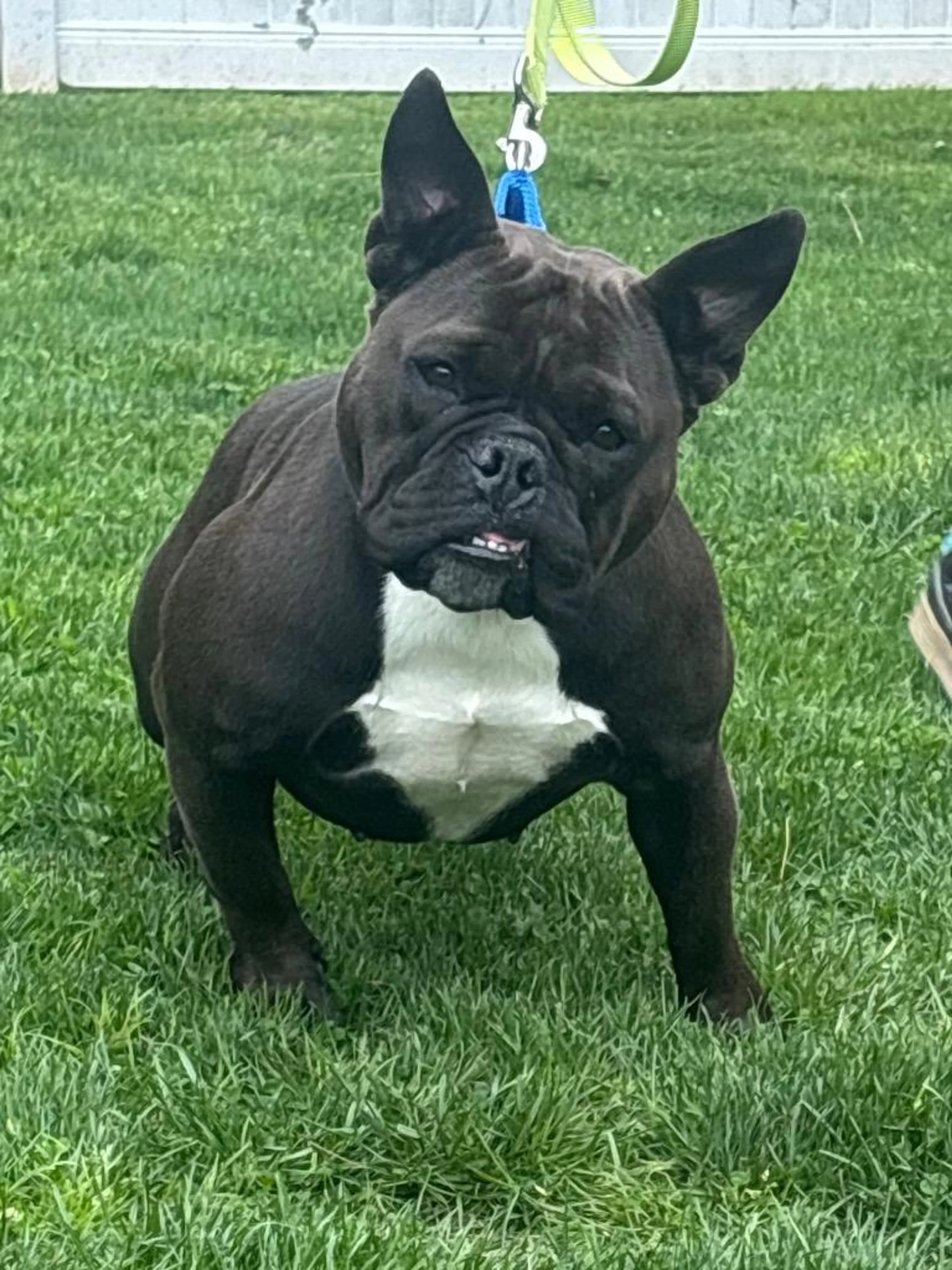 Found pet-3
