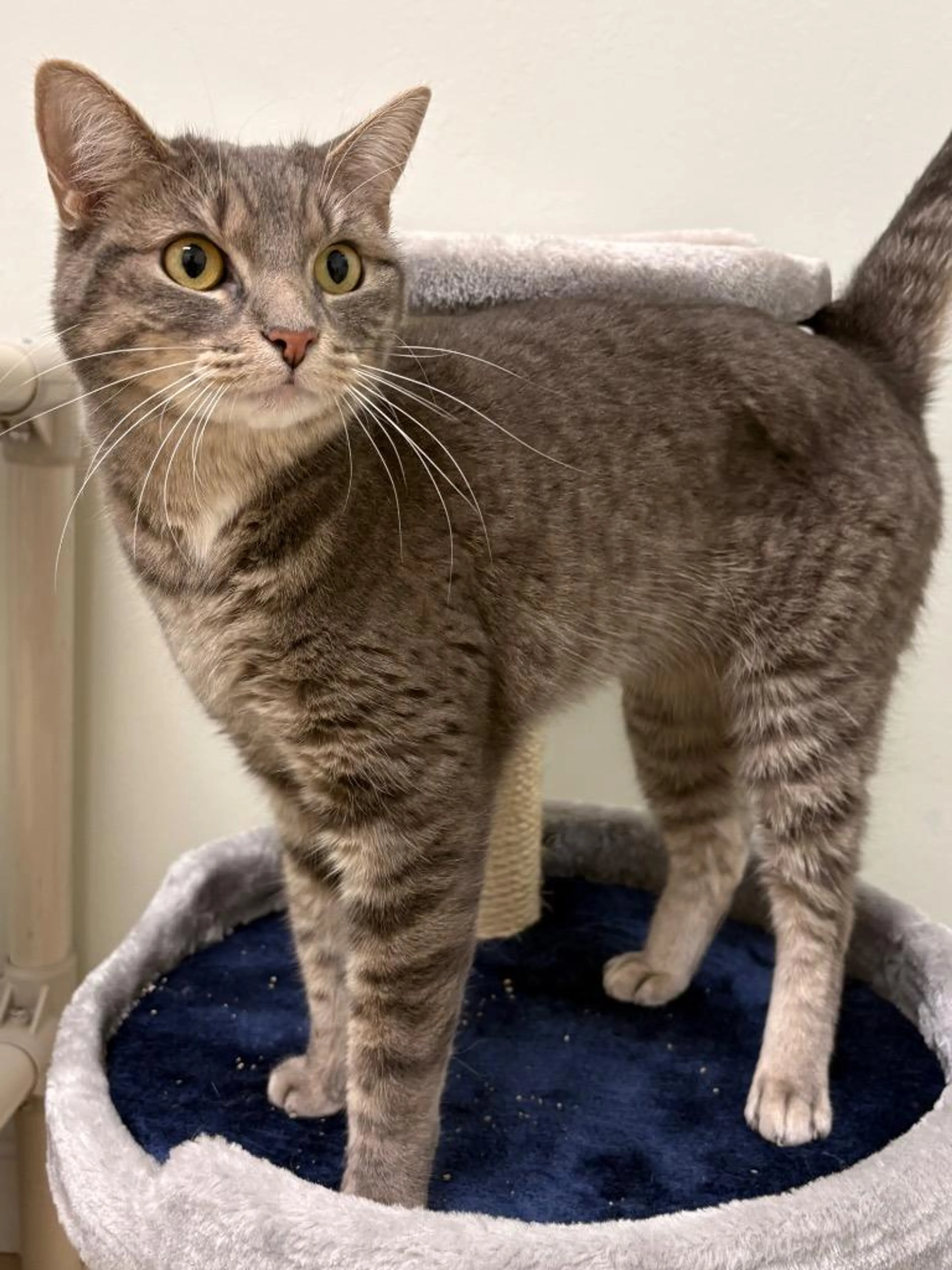 Found pet-3