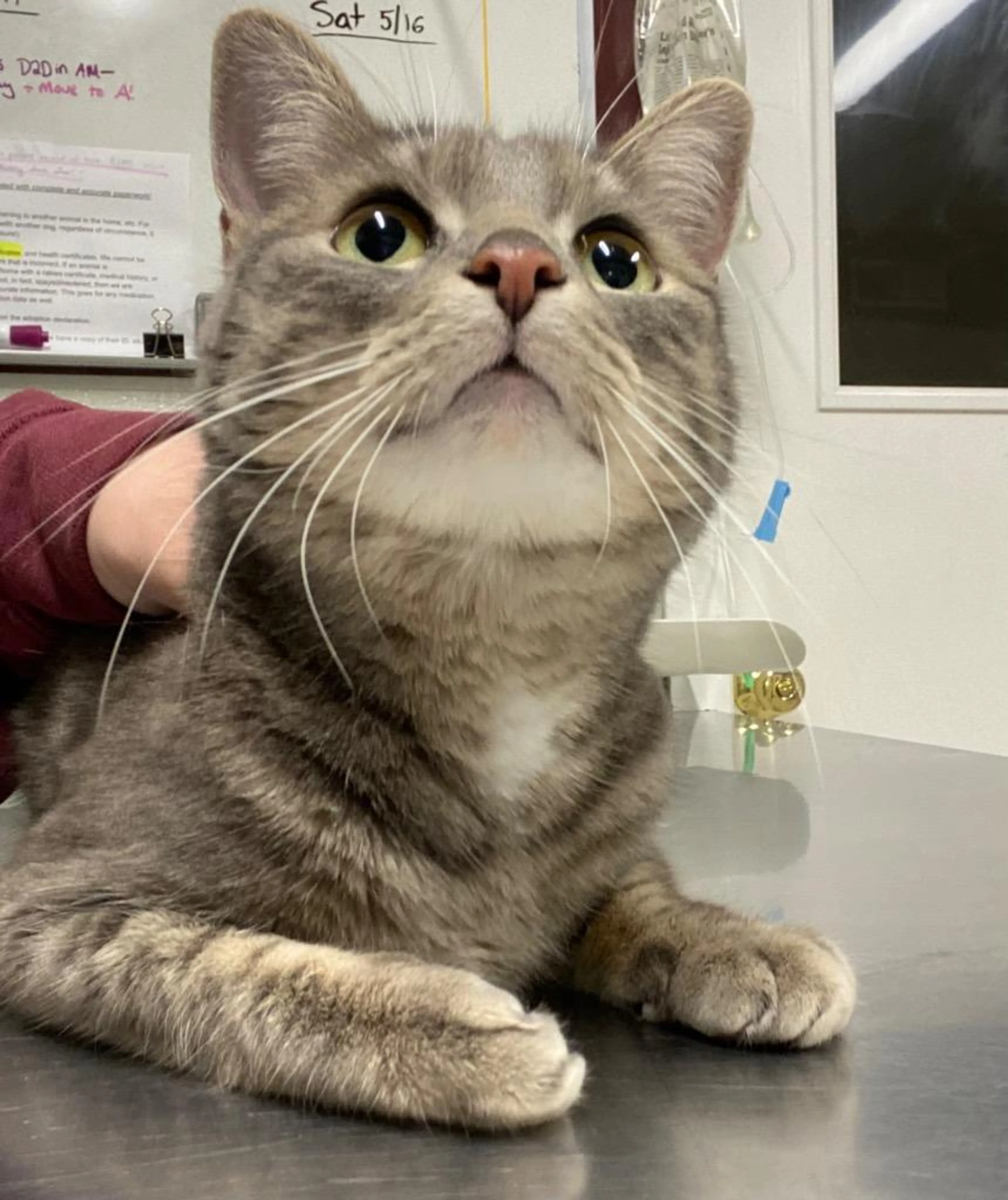 Found pet-2